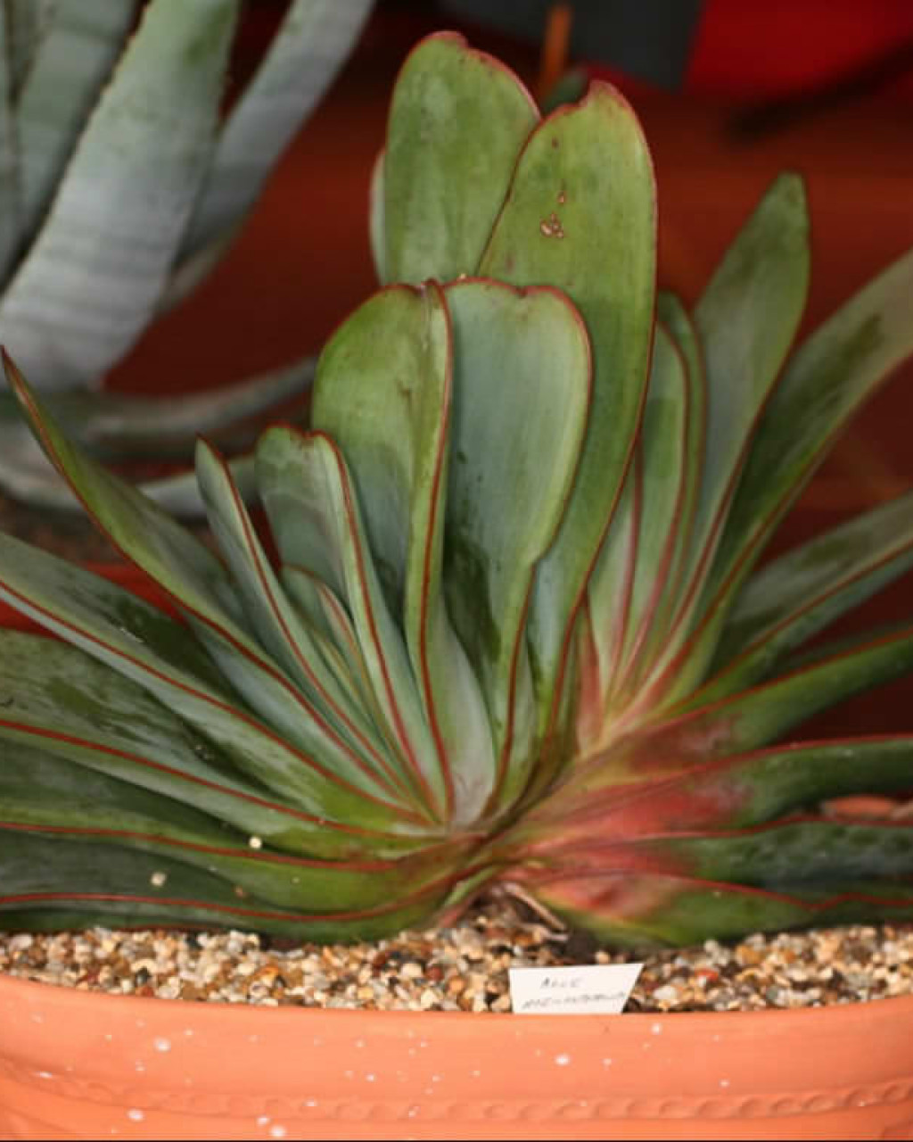 Aloe haemanthifolia