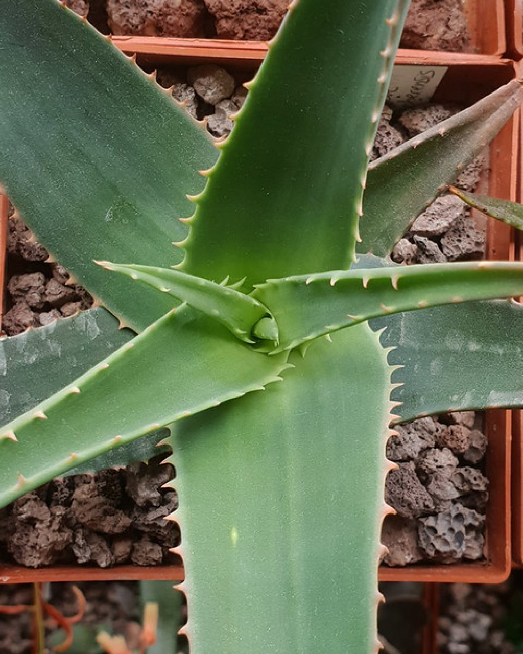 Aloe haggeherensis