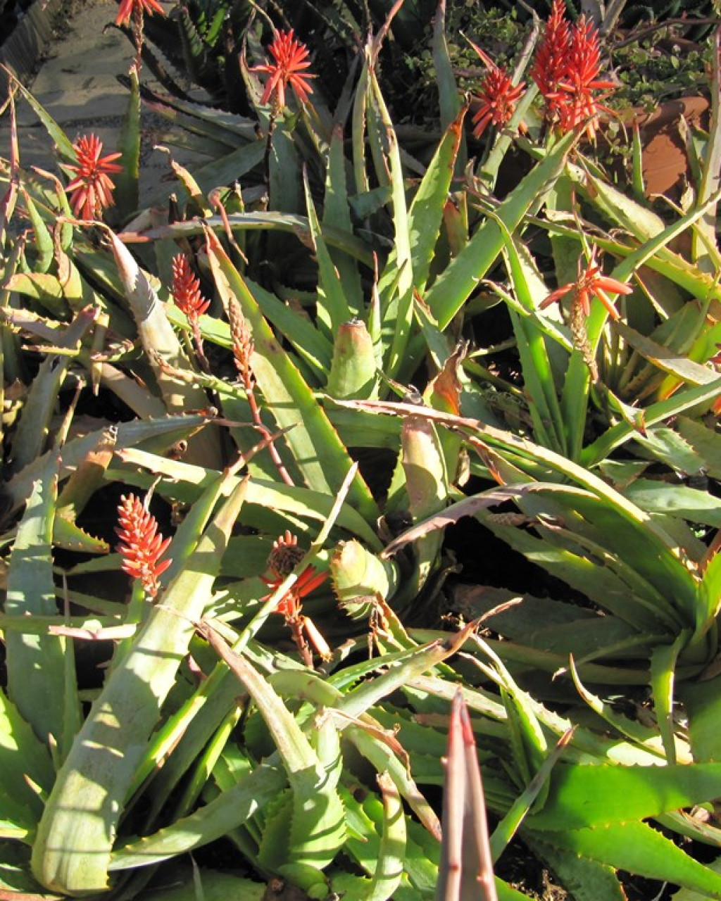 Aloe hardyi