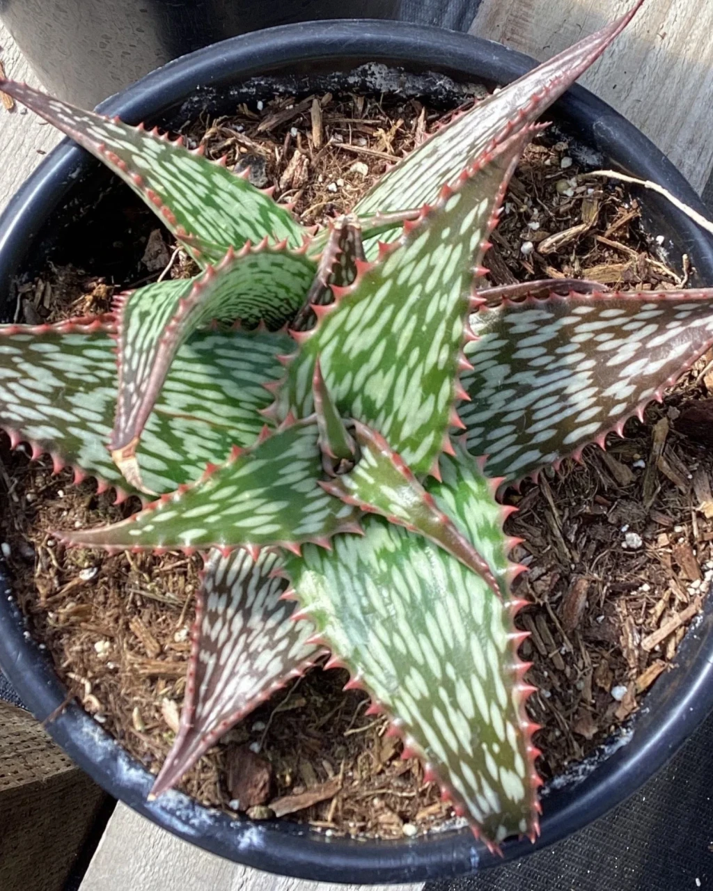 Aloe harlana