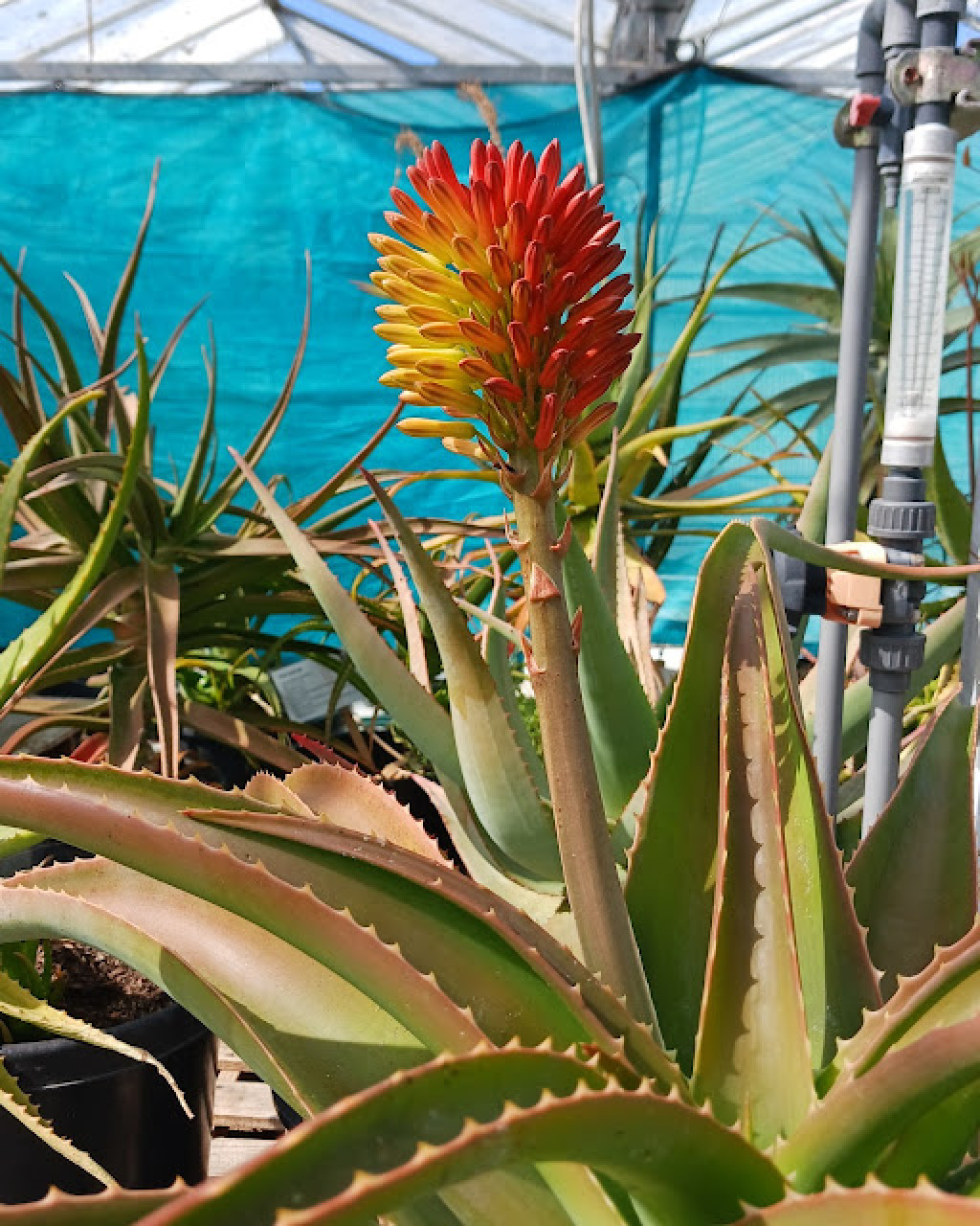 Aloe helenae