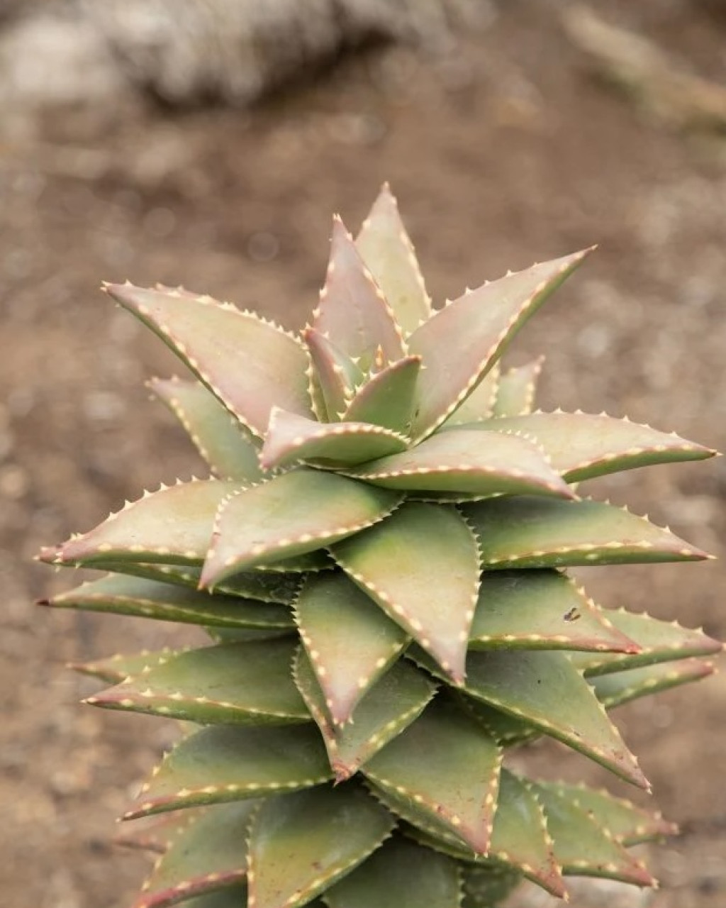 Aloe 'Hellskloof Bells'