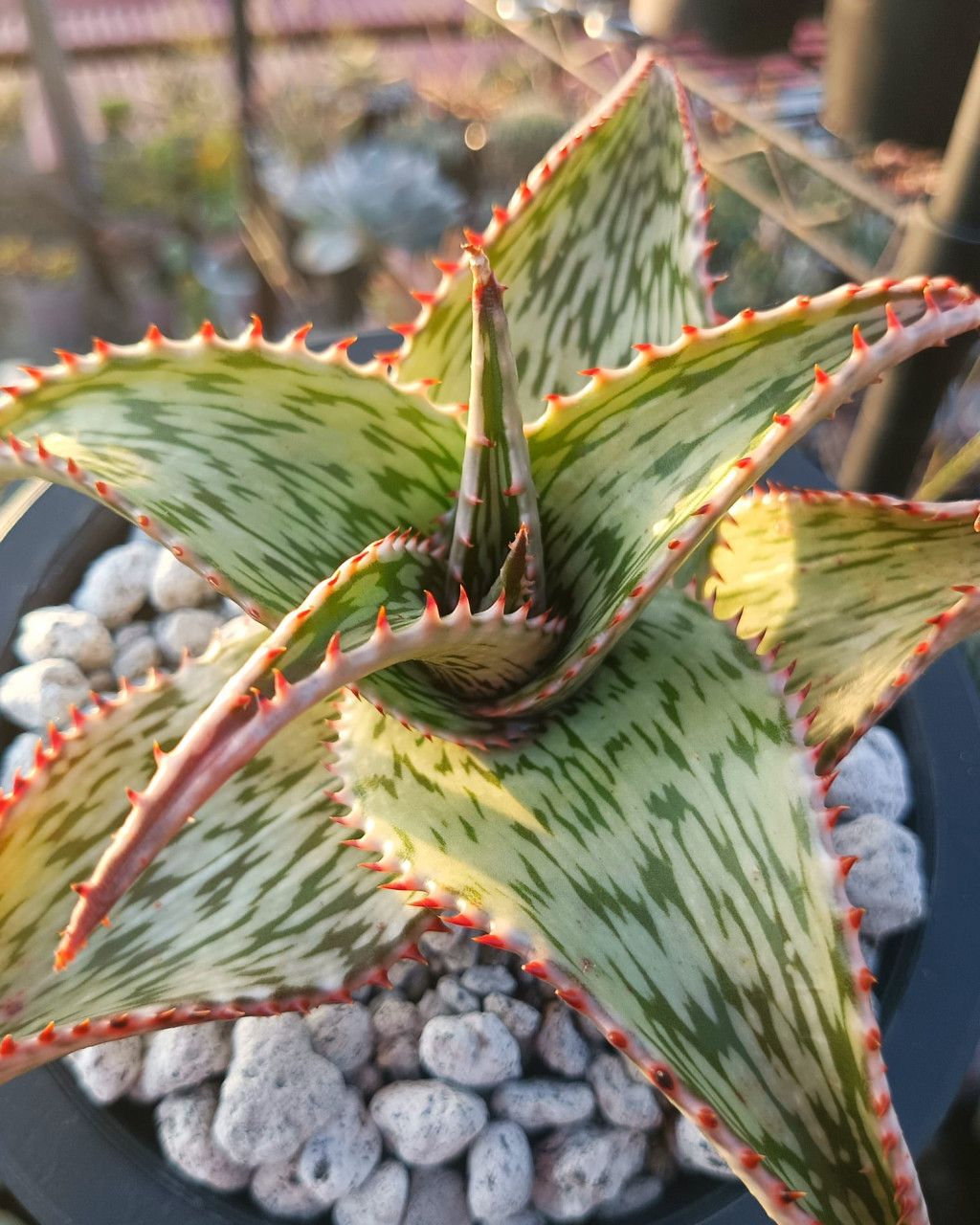 Aloe hemmingii