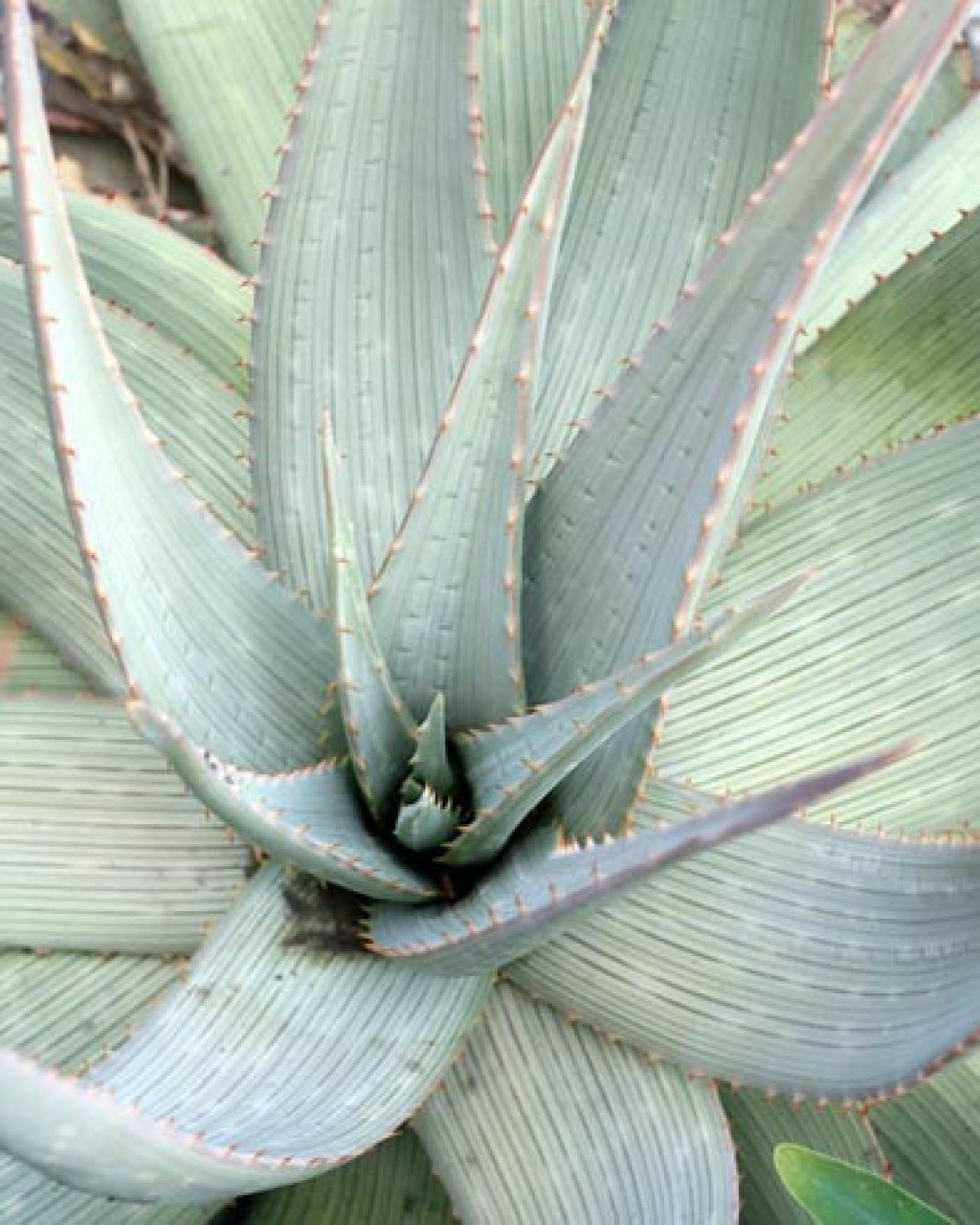 Aloe hereroensis