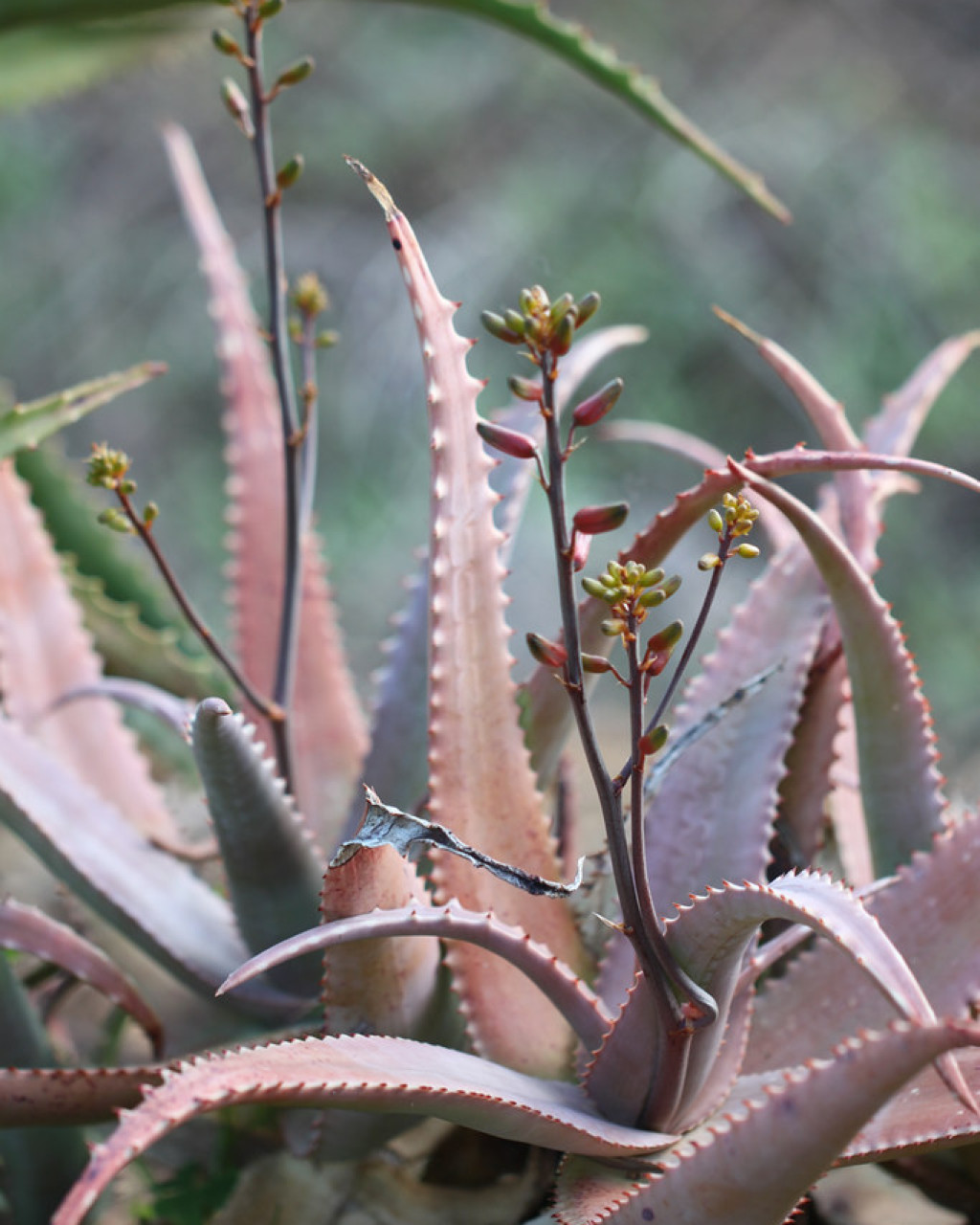 Aloe heybensis