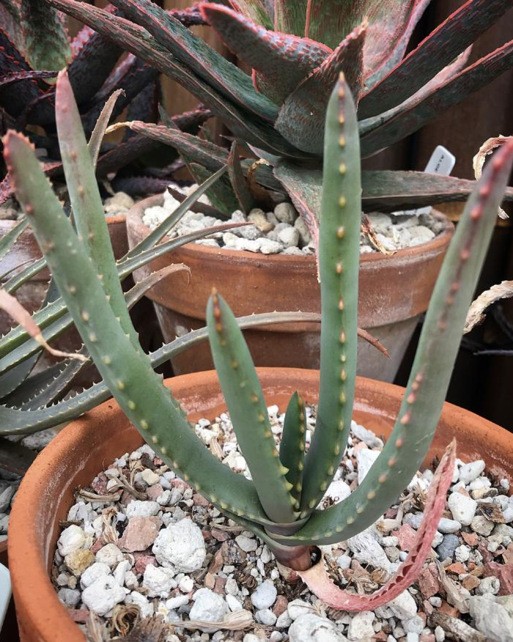 Aloe hoffmannii