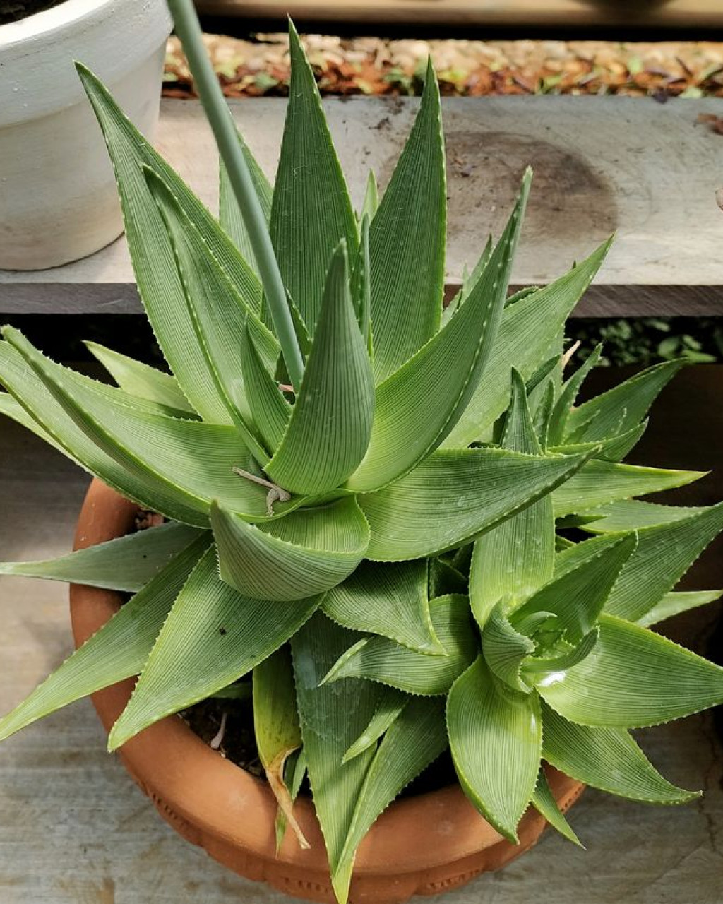 Aloe ibitiensis