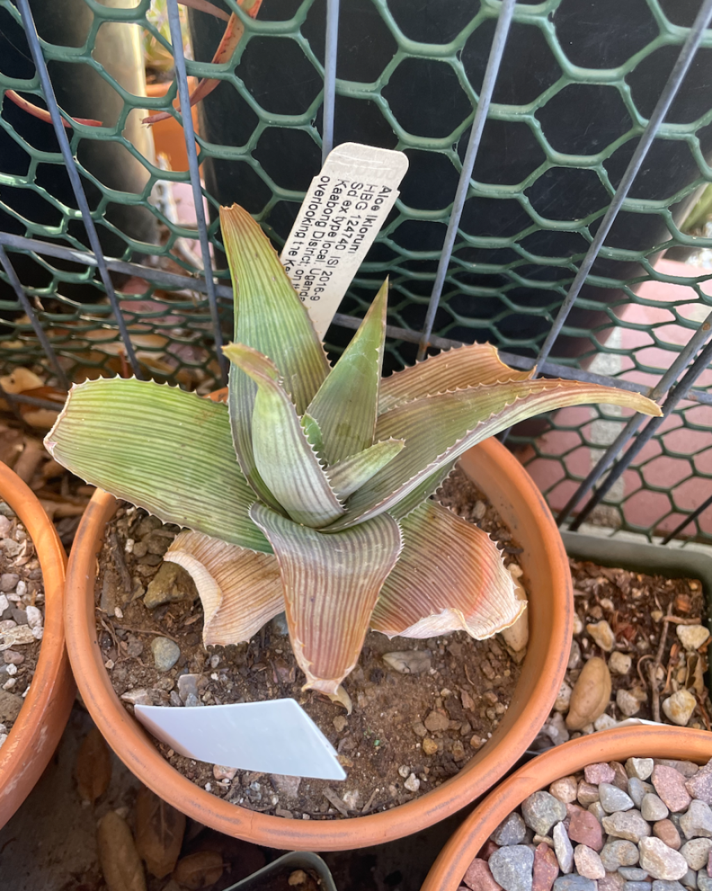 Aloe Ikiorum