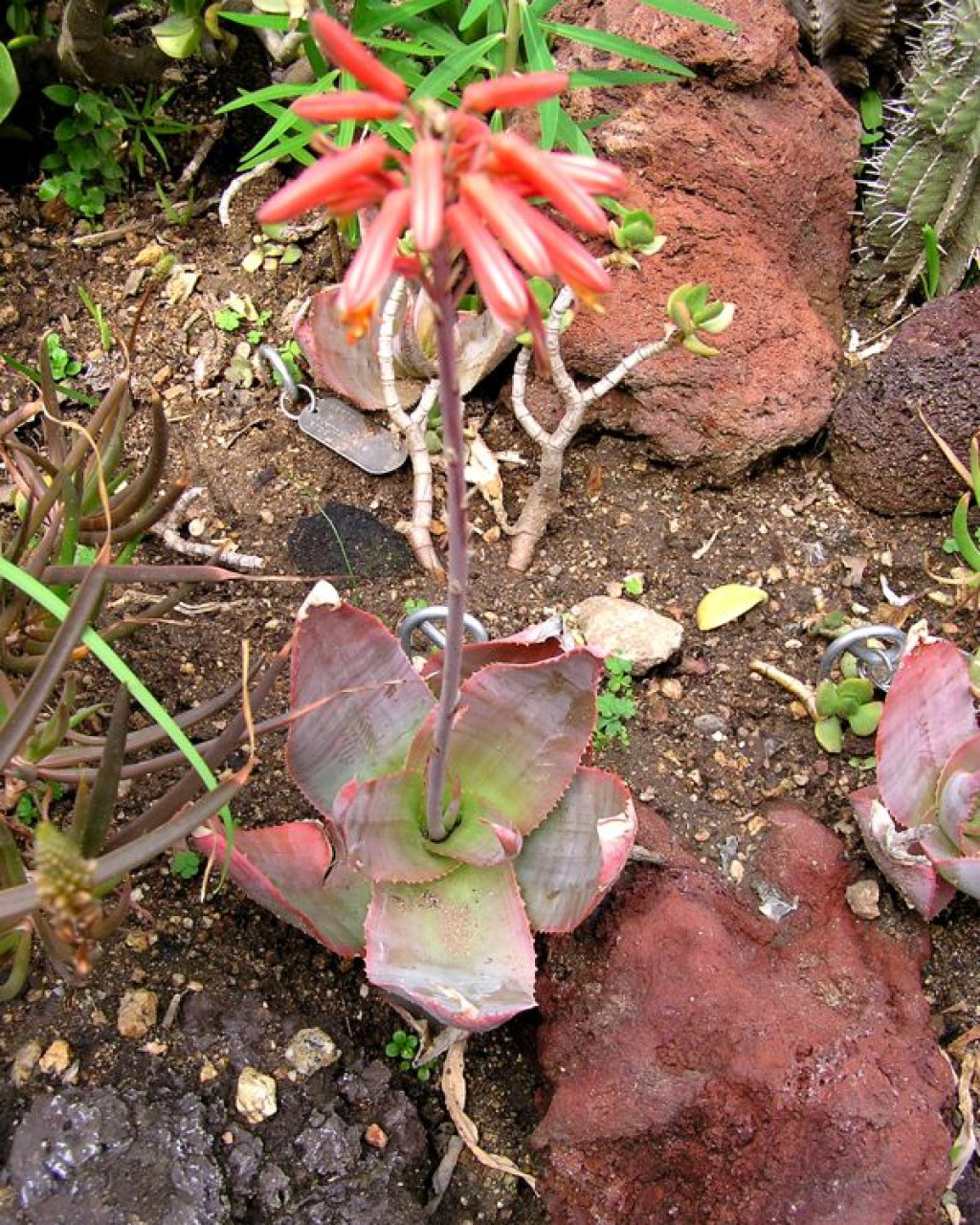 Aloe imalotensis