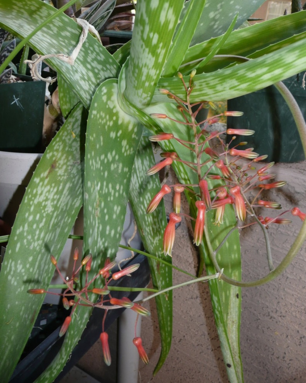 Aloe inamara