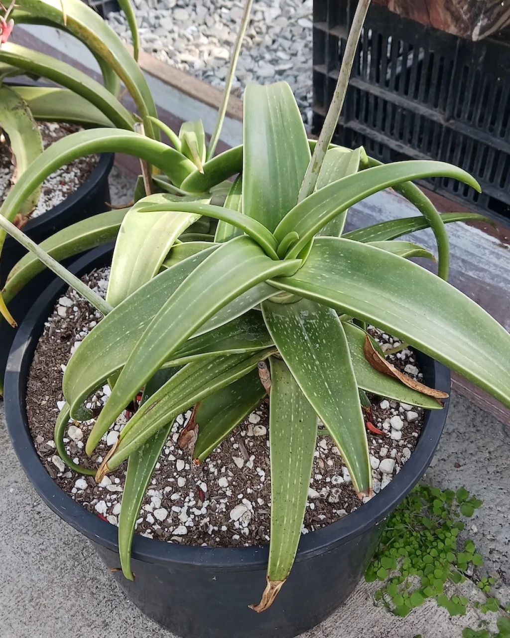 Aloe inermis