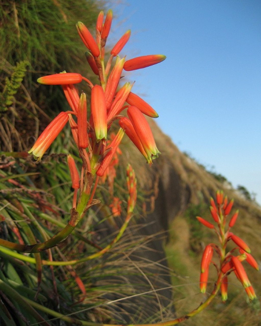 Aloe inyangensis