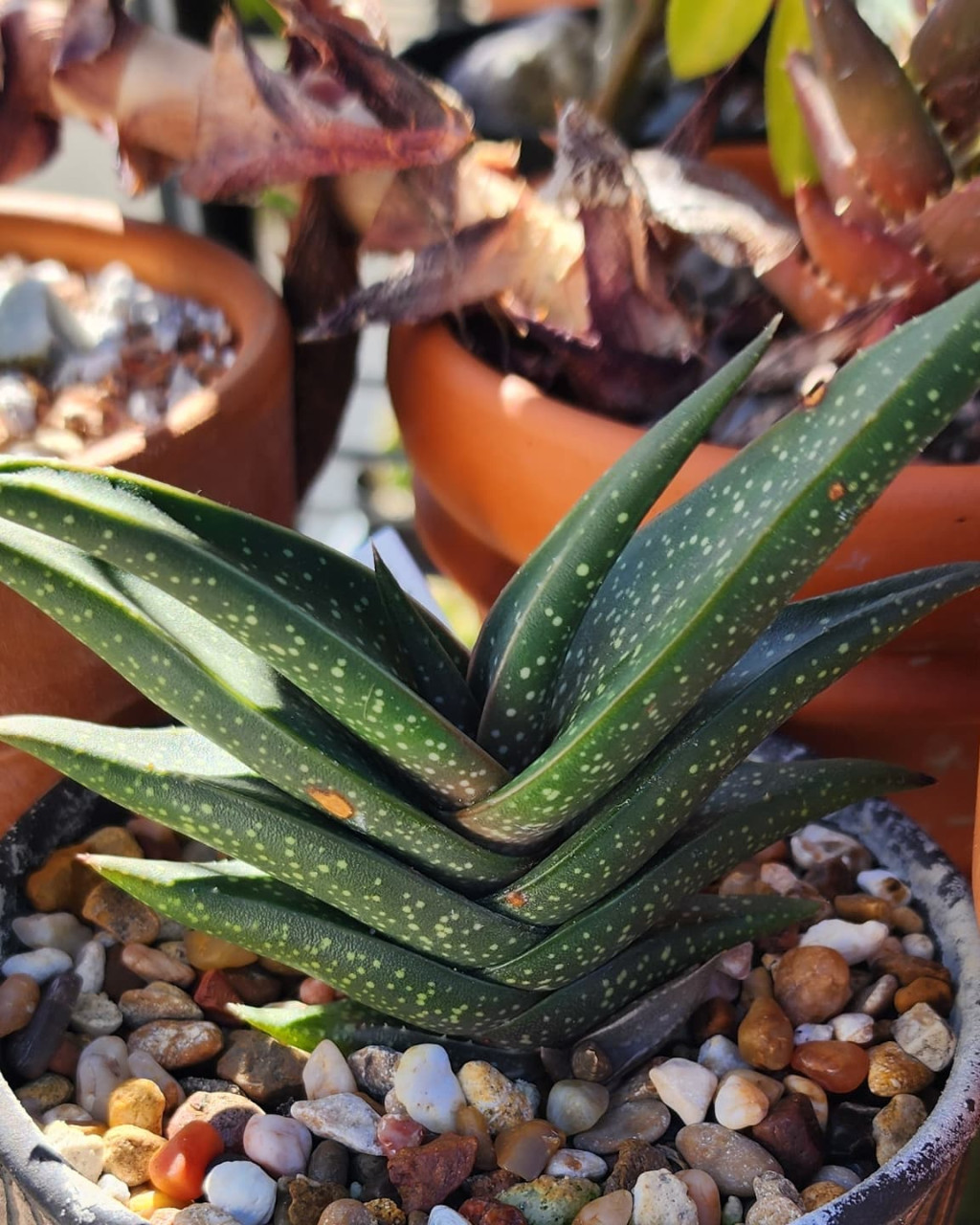 Aloe irafensis