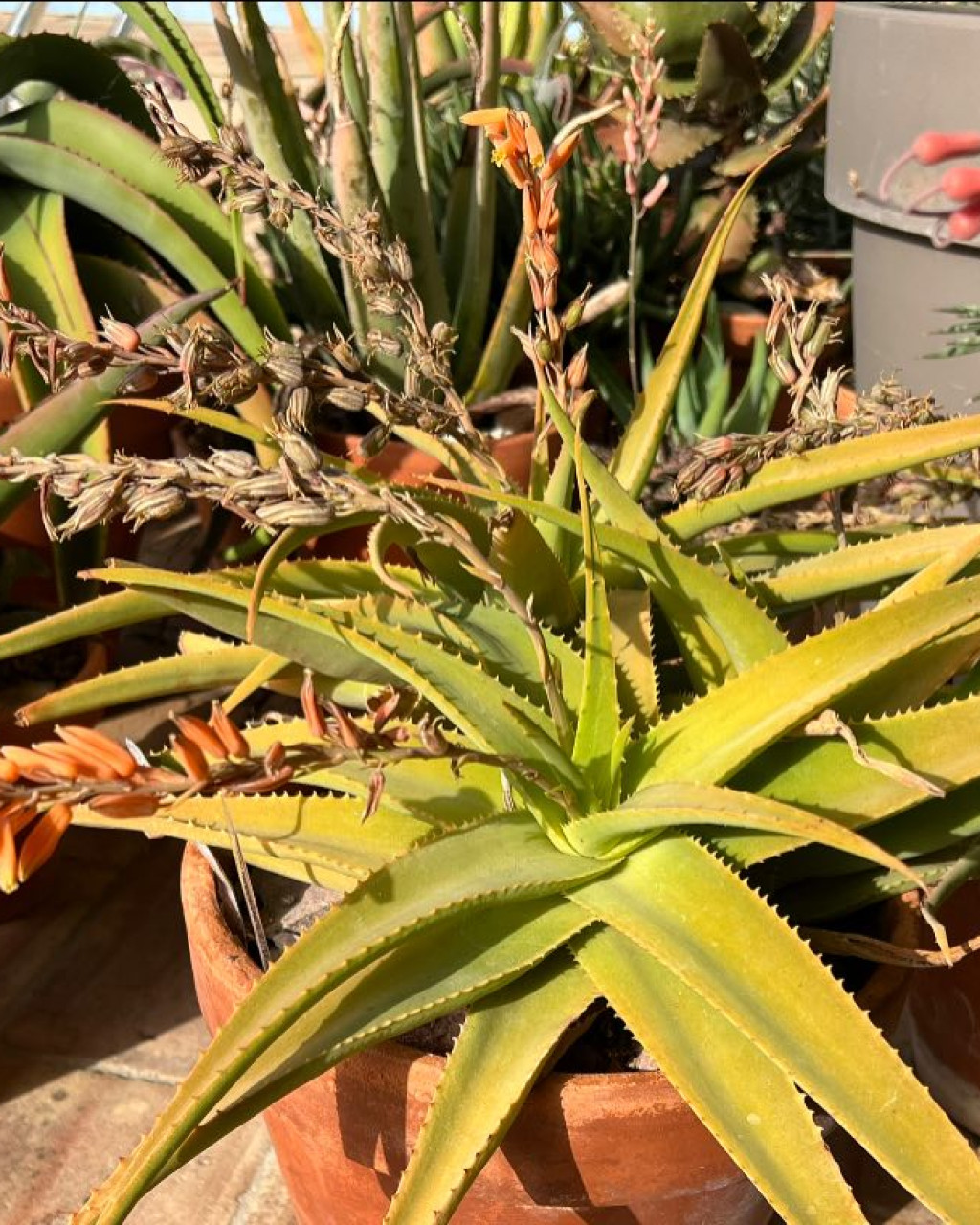 Aloe jawiyon