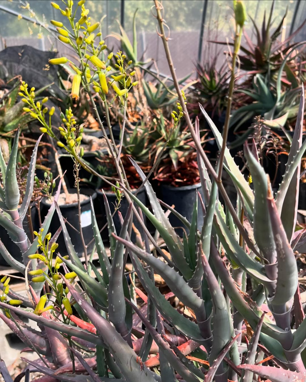 Aloe jibisana