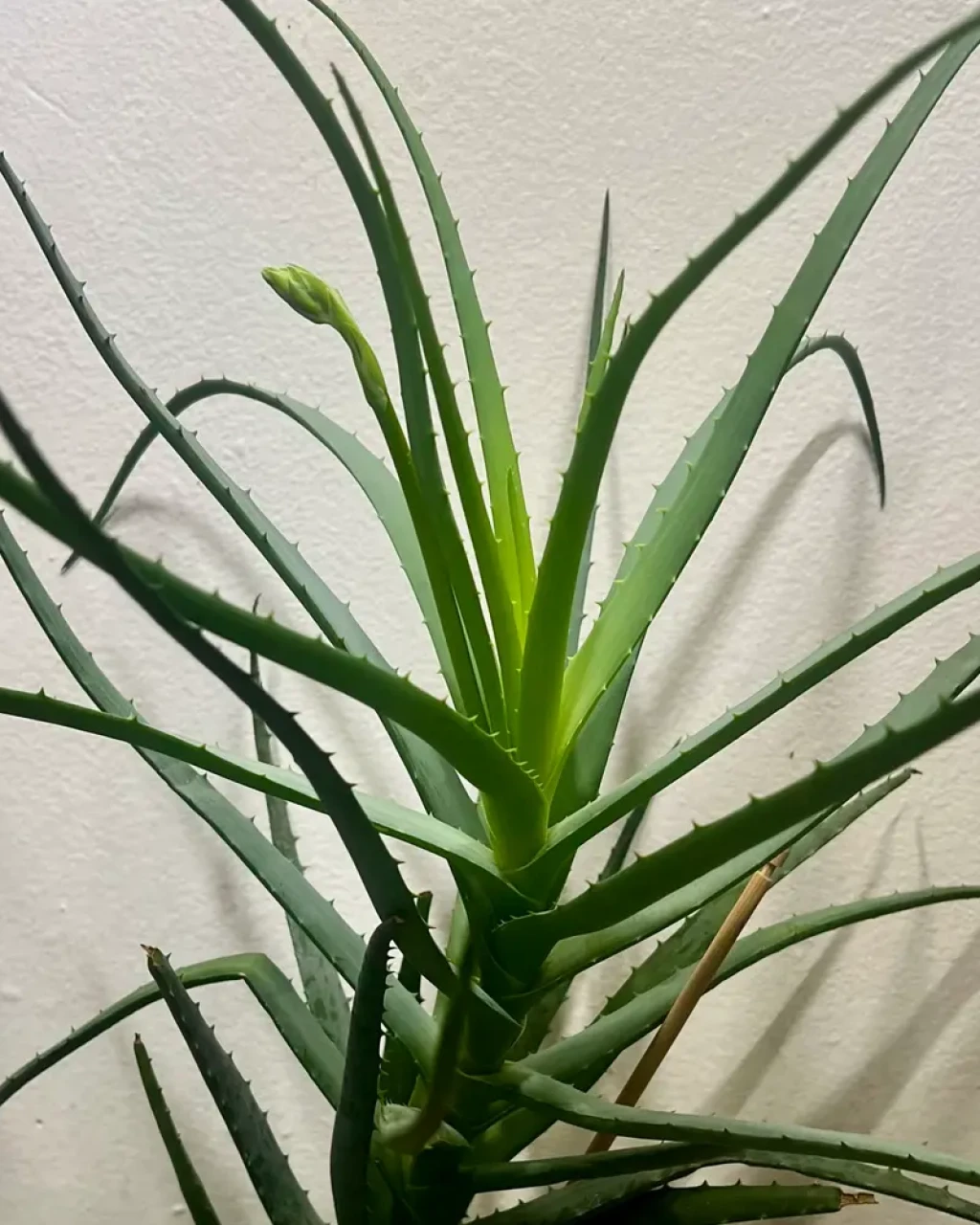 Aloe johannis-bernardii