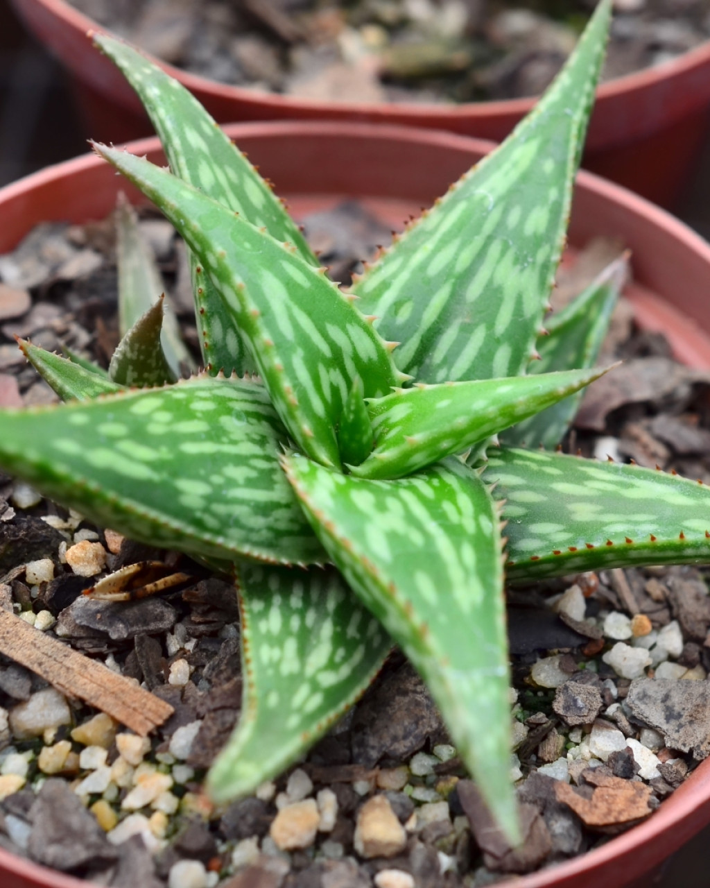 Aloe jucunda