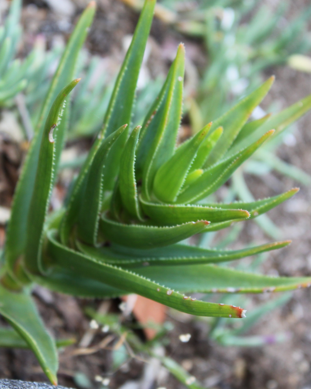 Aloe juddii