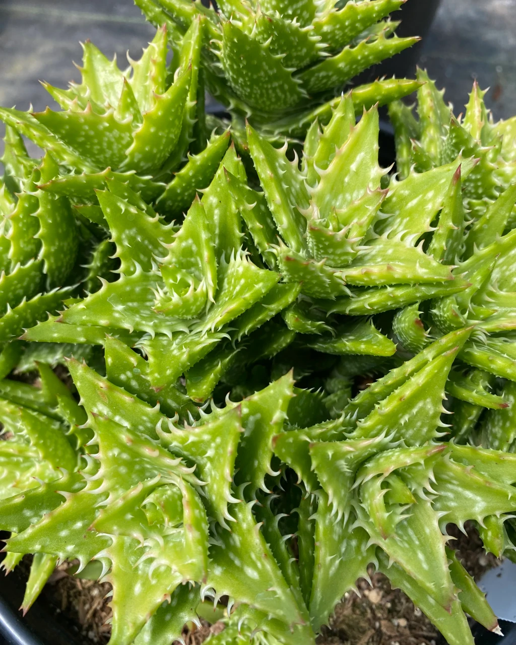 Aloe juvenna