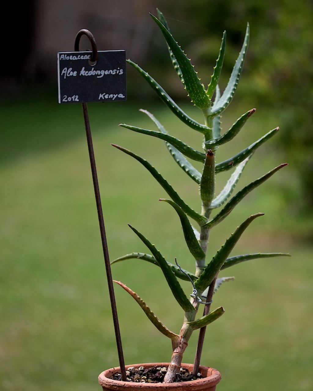 Aloe kedongensis