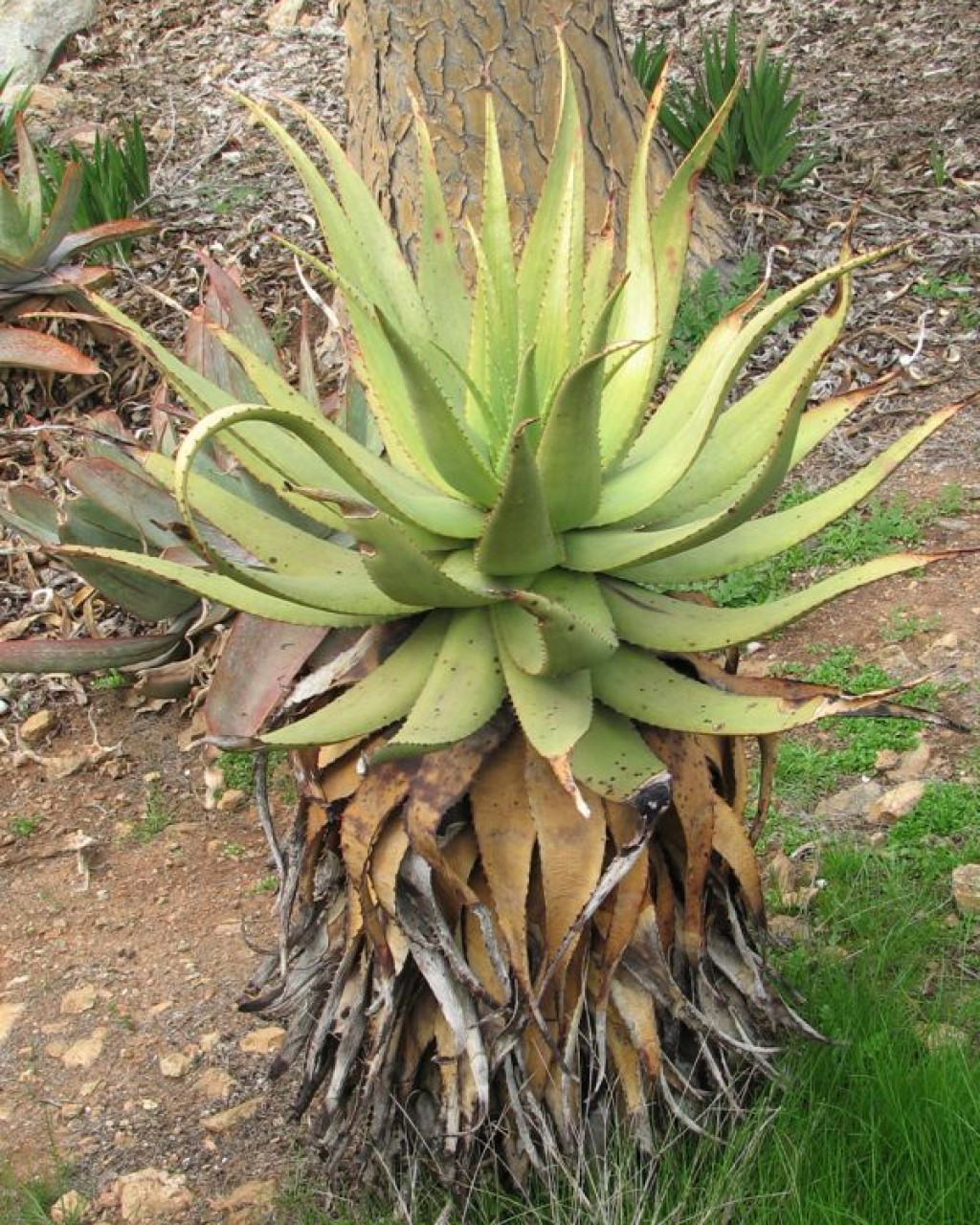 Aloe khamiesensis