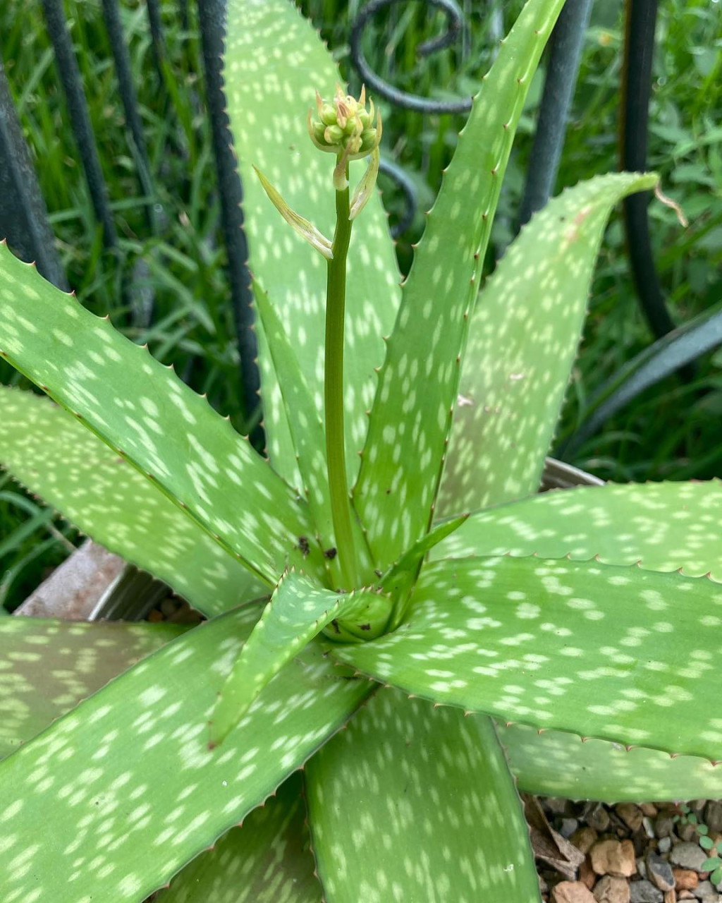 Aloe kilifiensis