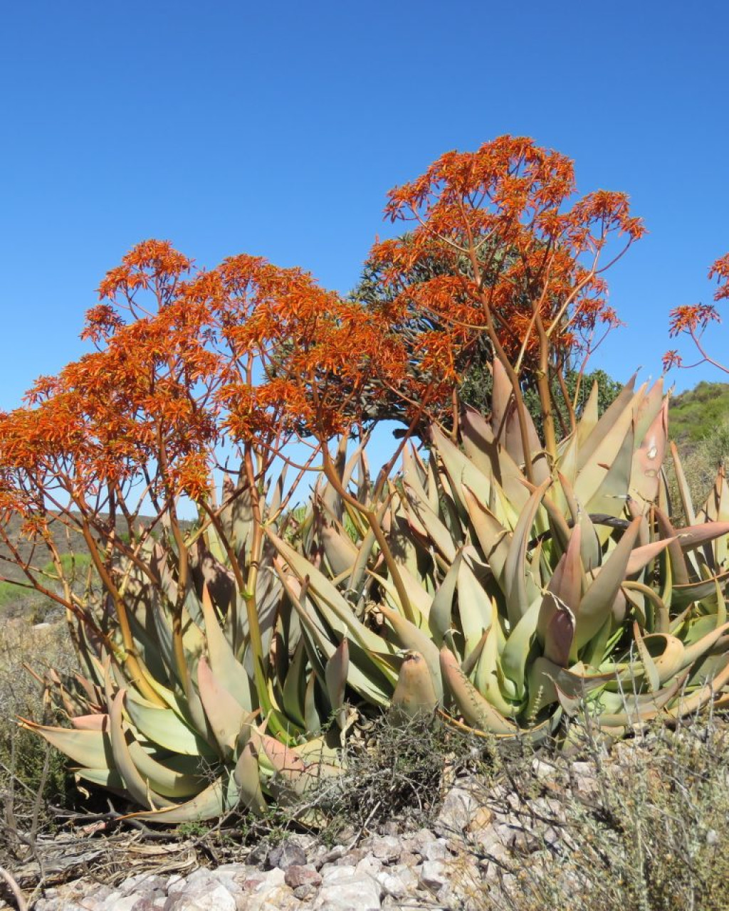 Aloe komaggasensis