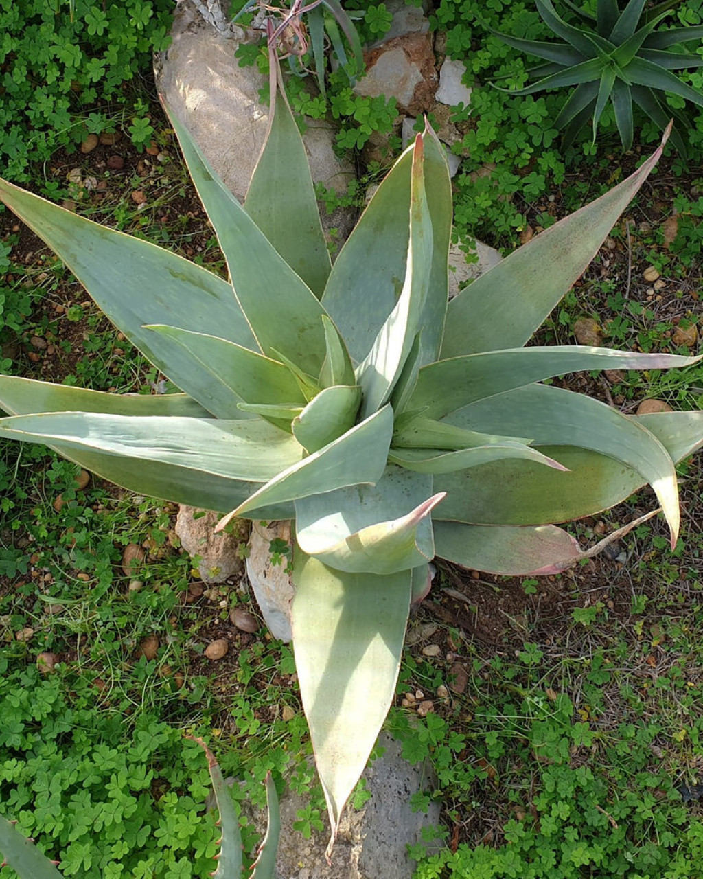 Aloe kouebokkeveldensis