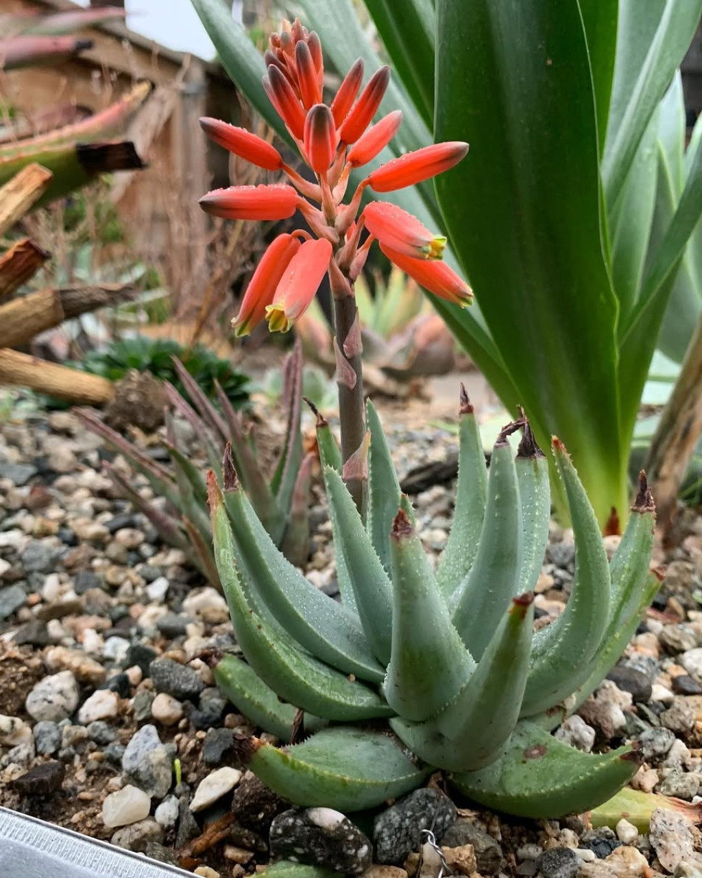 Aloe krapohliana