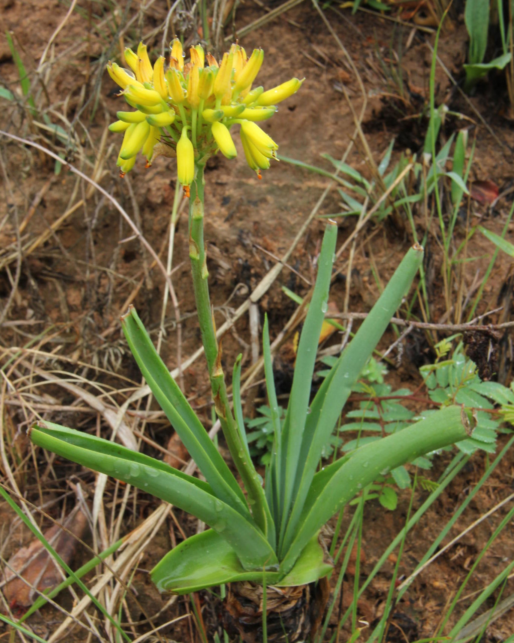 Aloe kraussii
