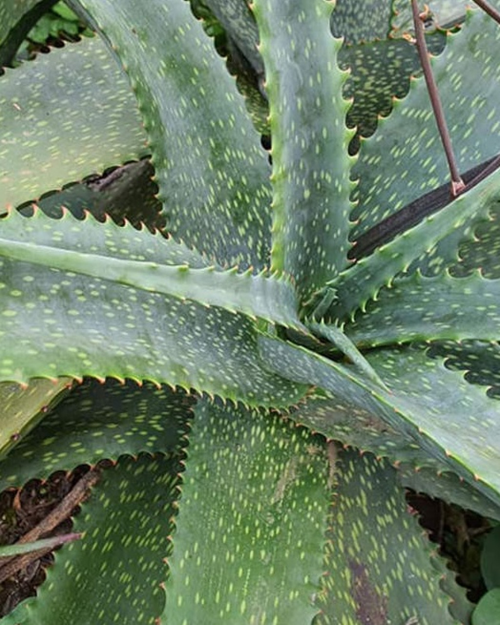 Aloe labworana