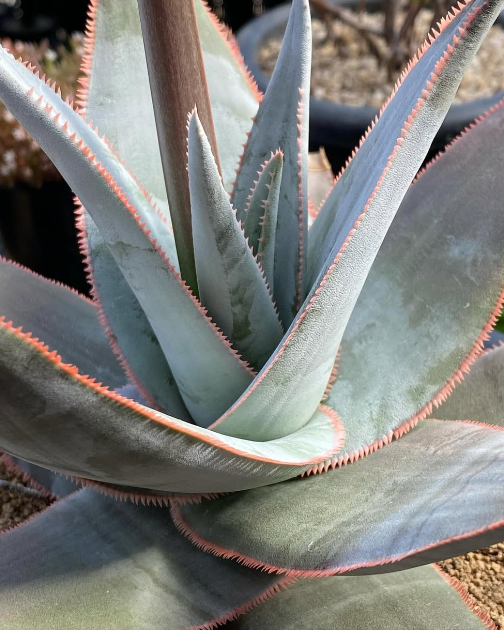 Aloe laeta