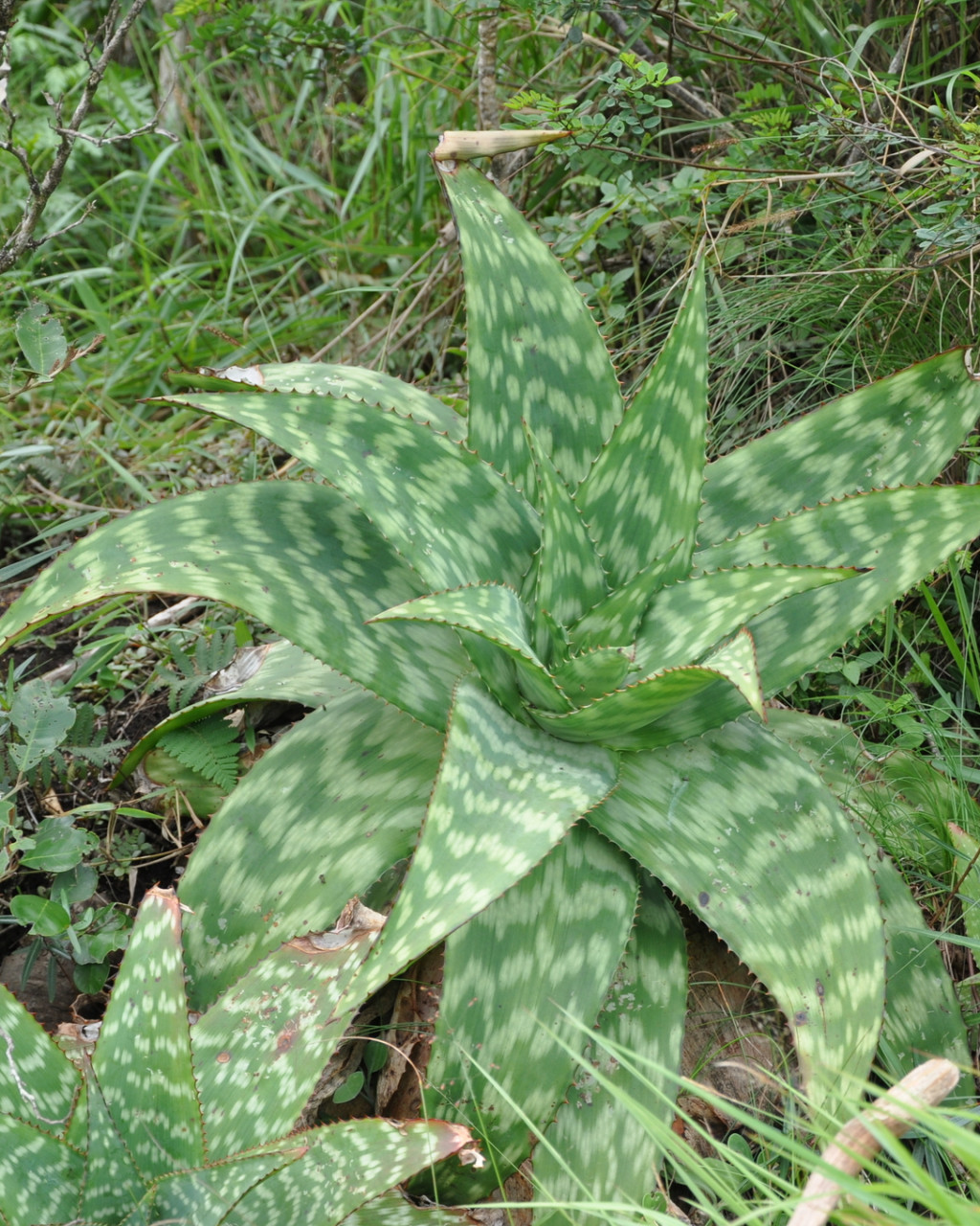 Aloe lateritia