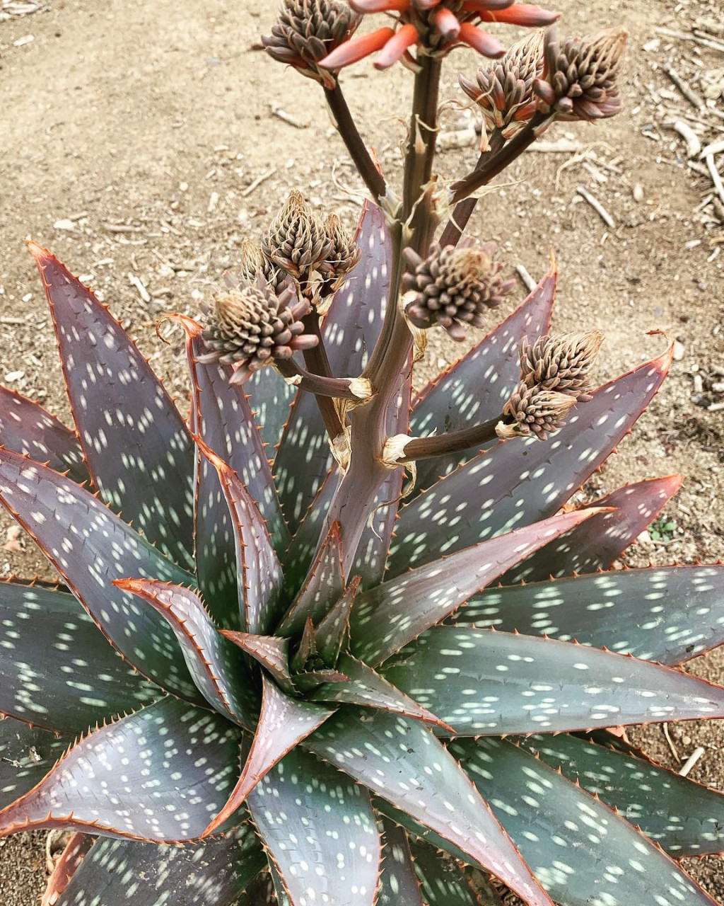Aloe lateritia var. graminicola