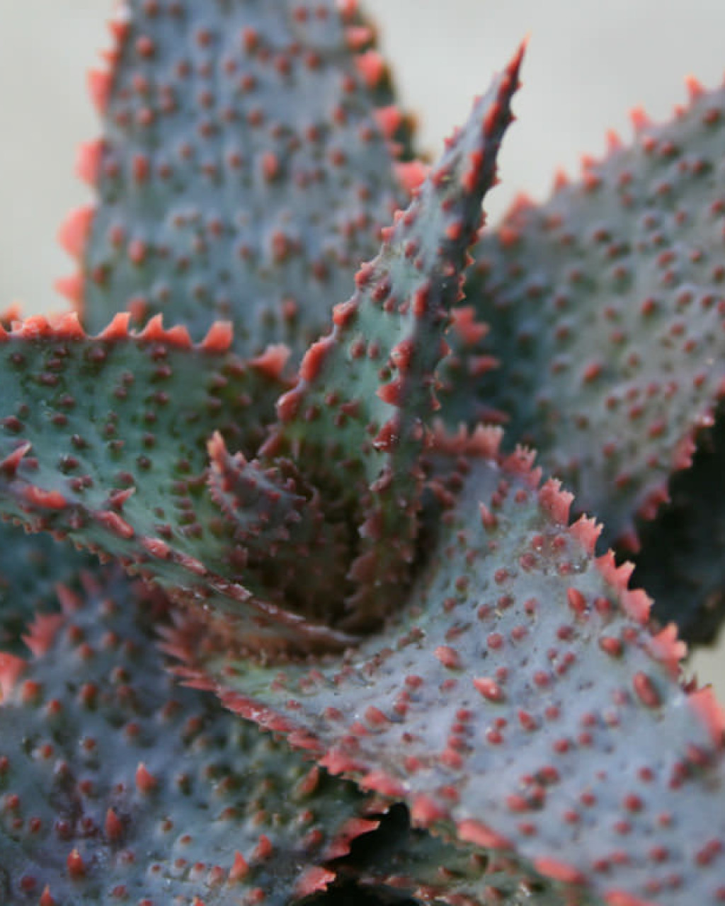Aloe 'Lavender Star'