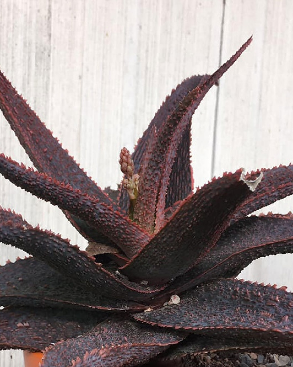 Aloe 'Lavender Star II'
