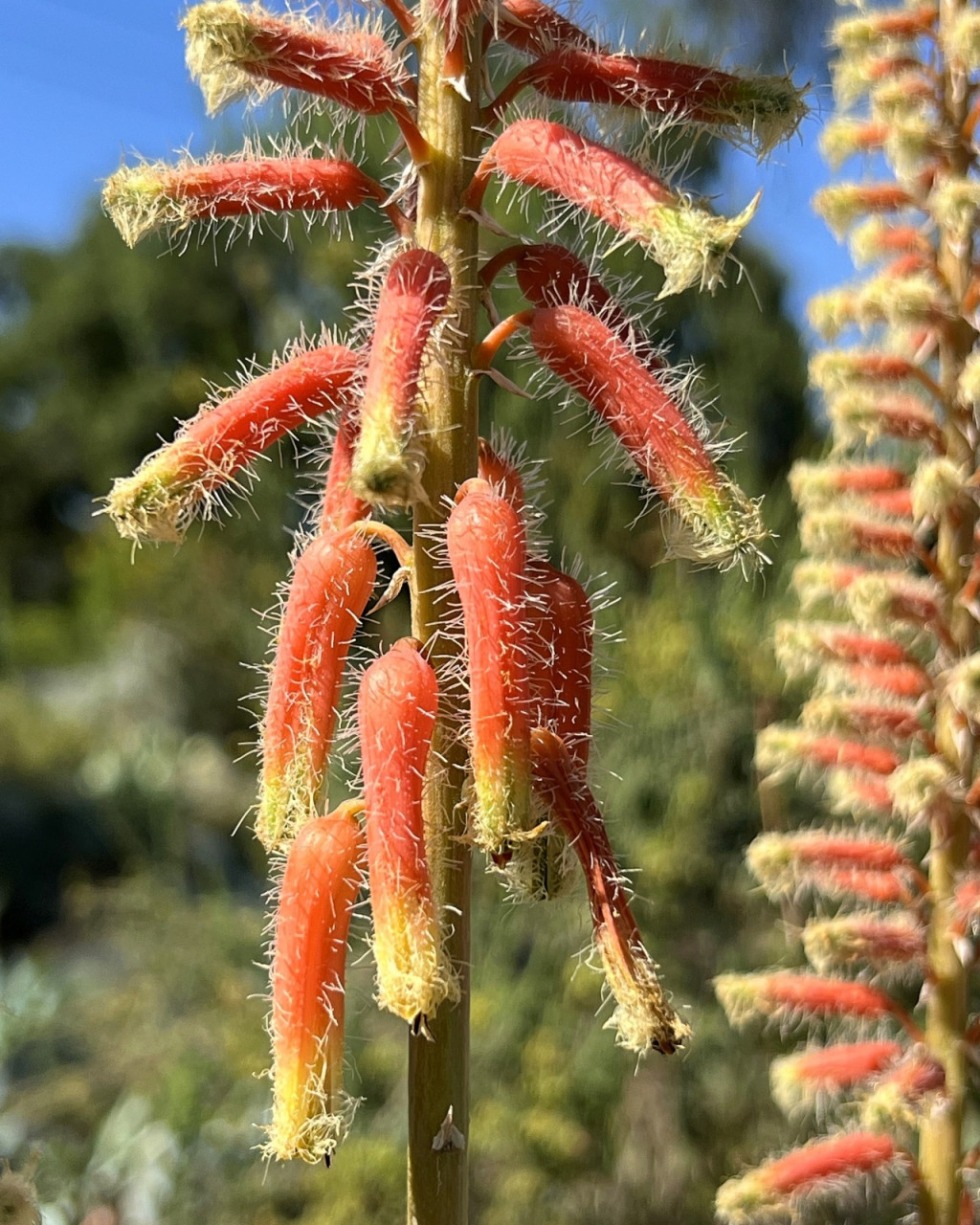 Aloe lavranosii