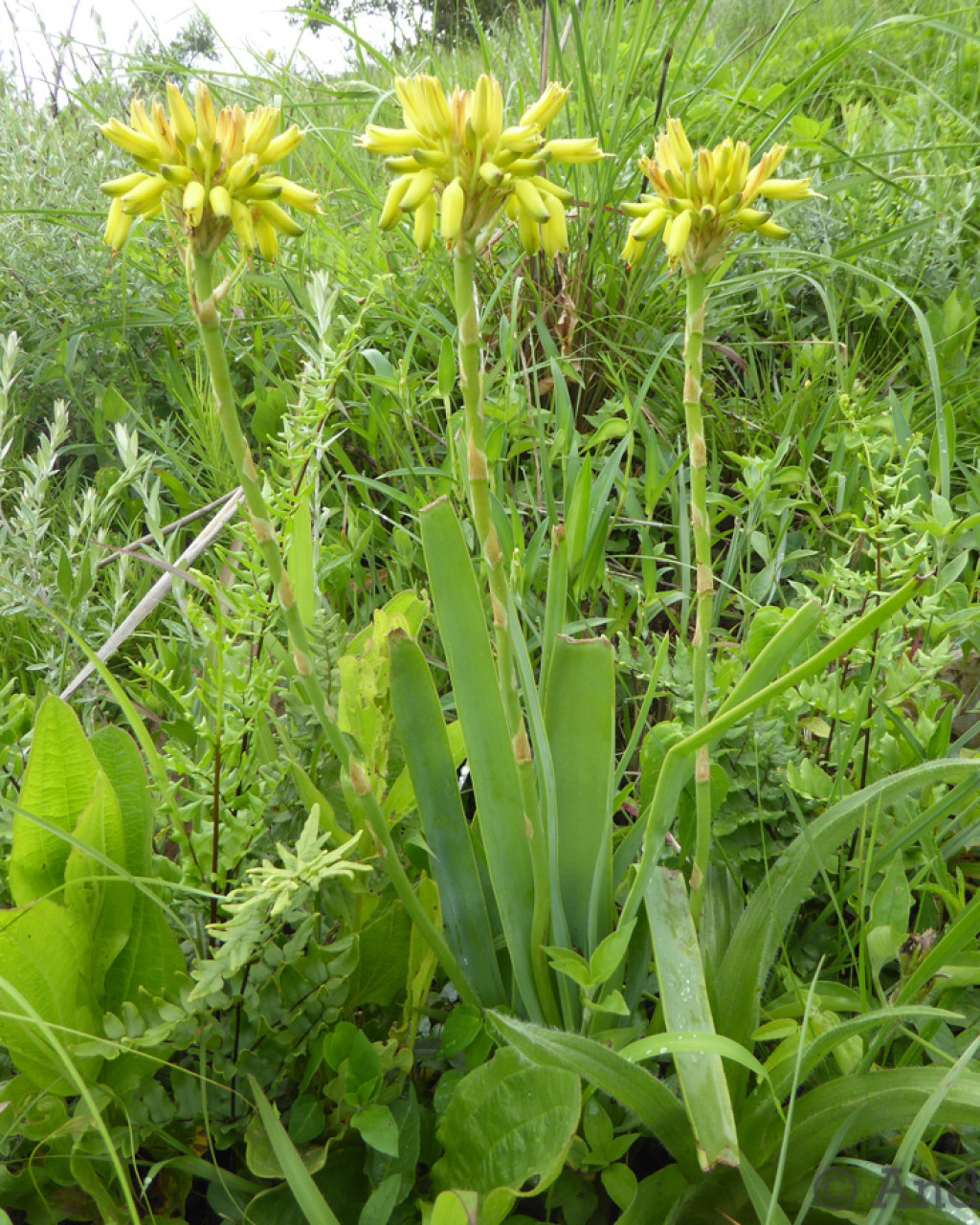 Aloe linearifolia