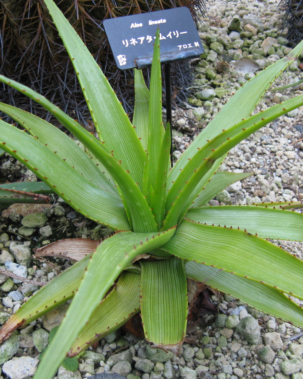 Aloe lineata