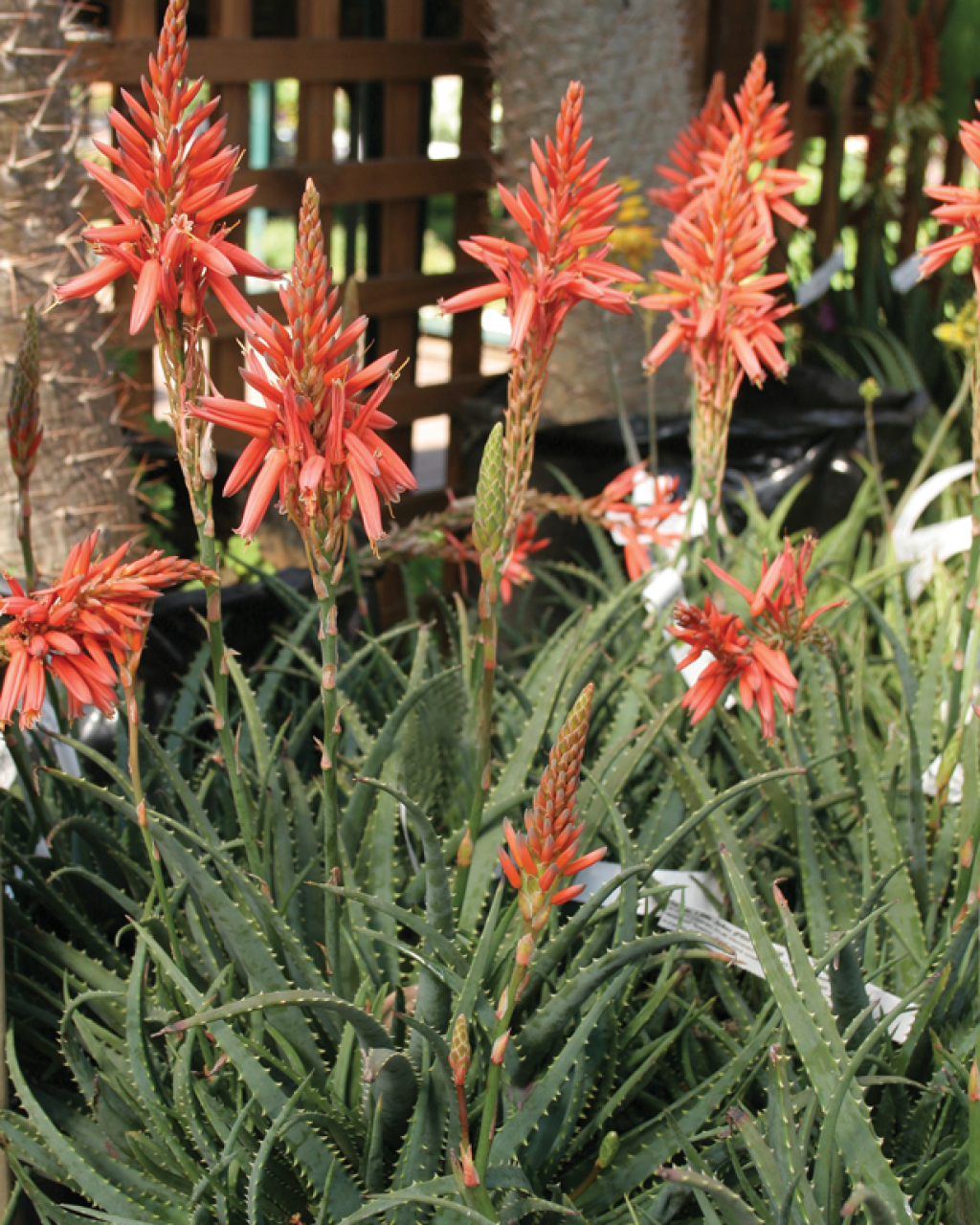 Aloe 'Little Joker'