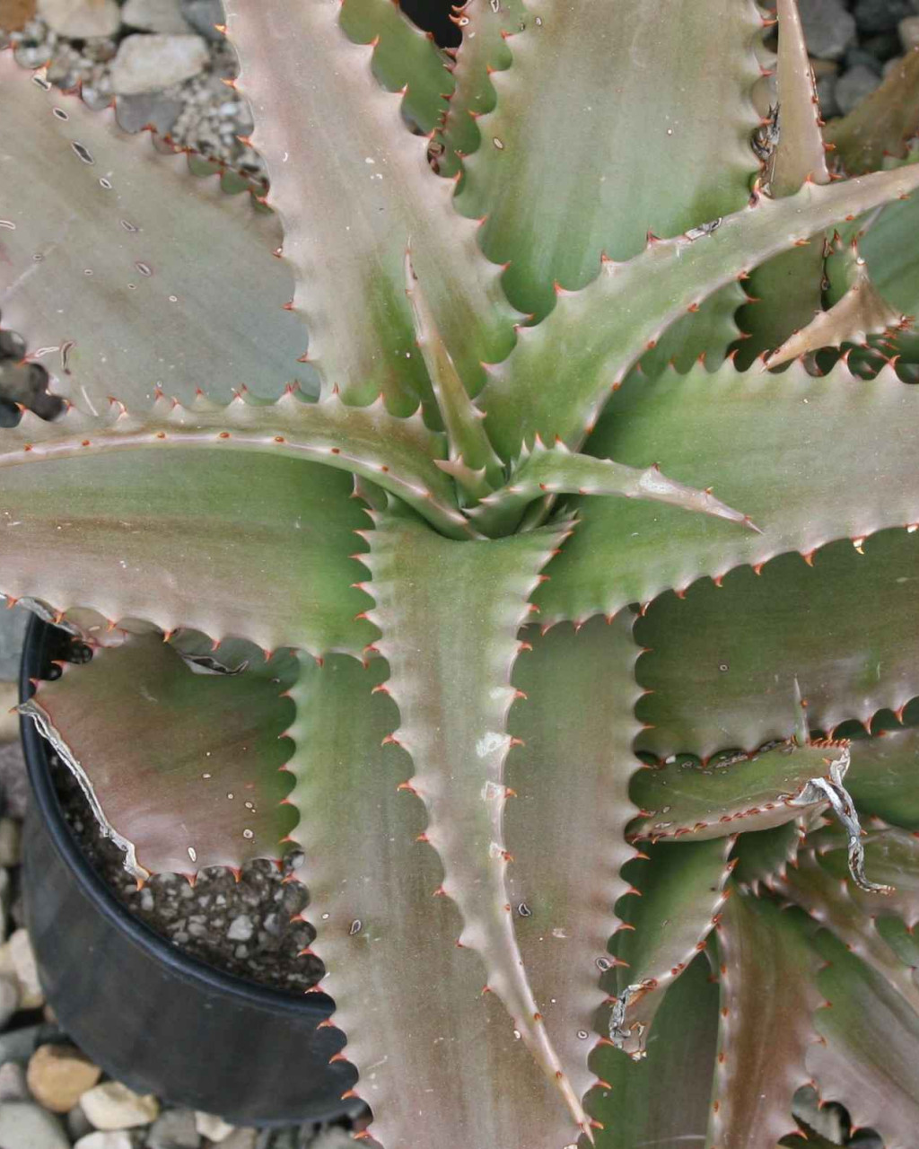 Aloe lolwensis