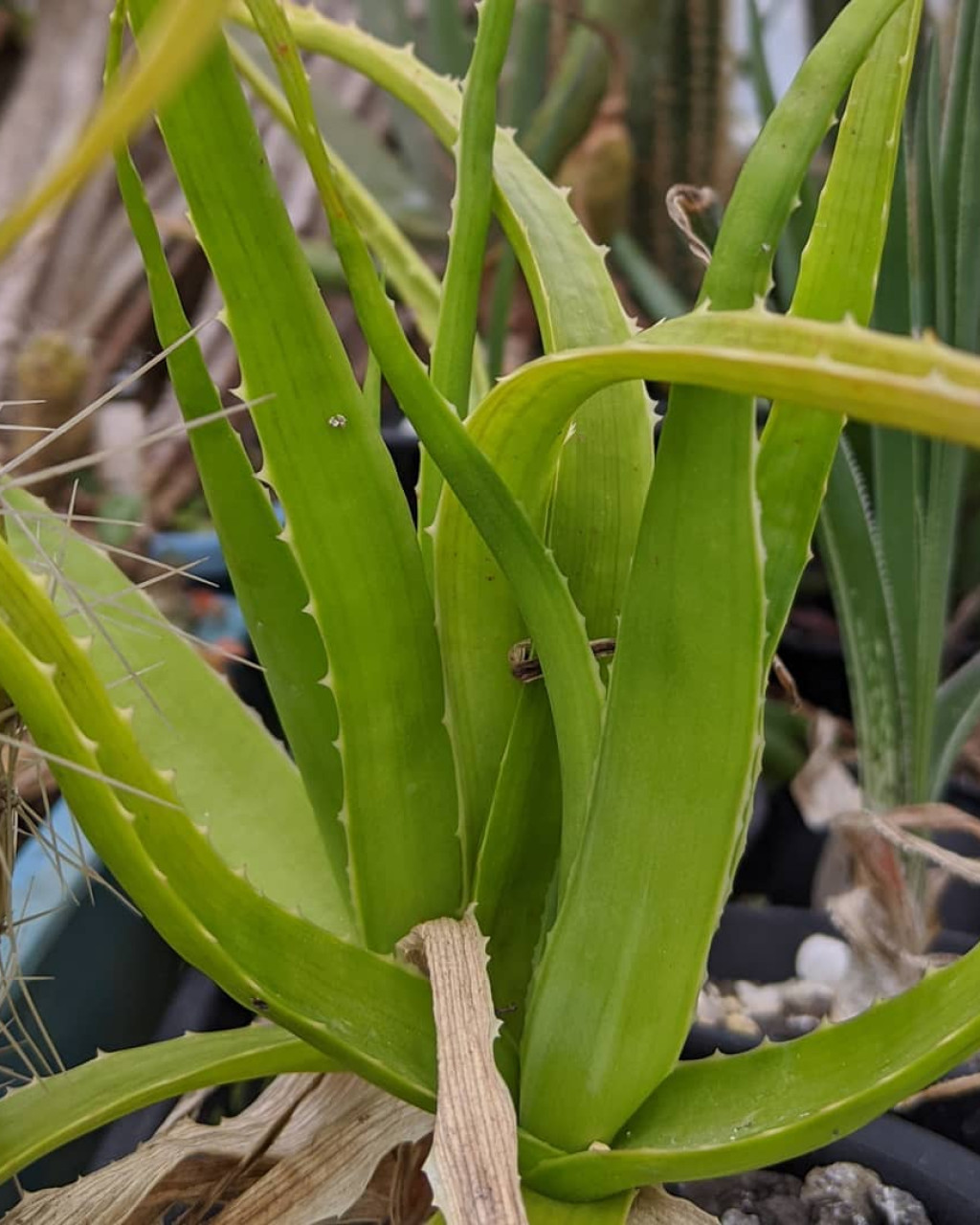 Aloe lomatophylloides