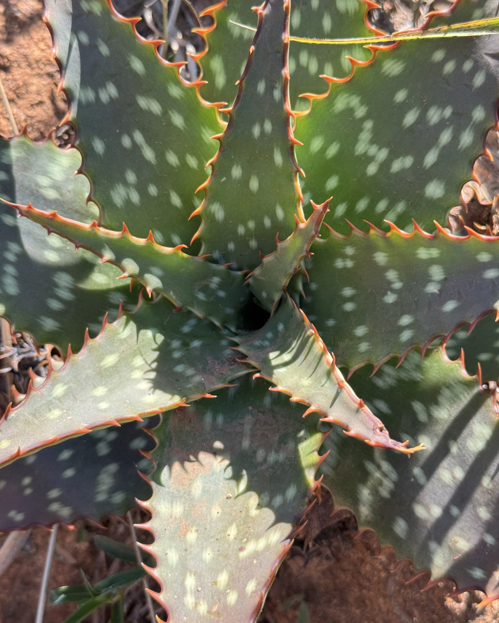 Aloe longibracteata