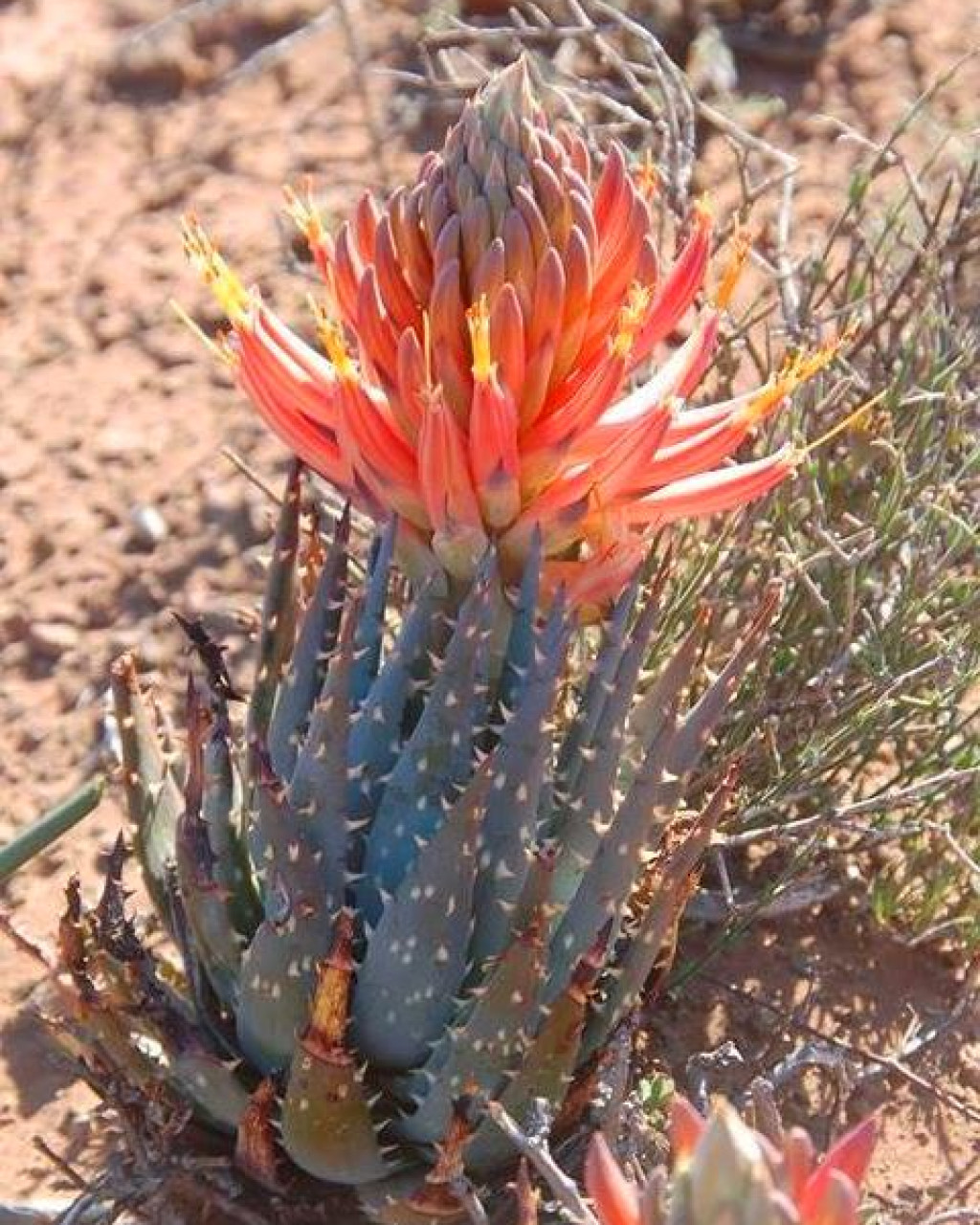 Aloe longistyla