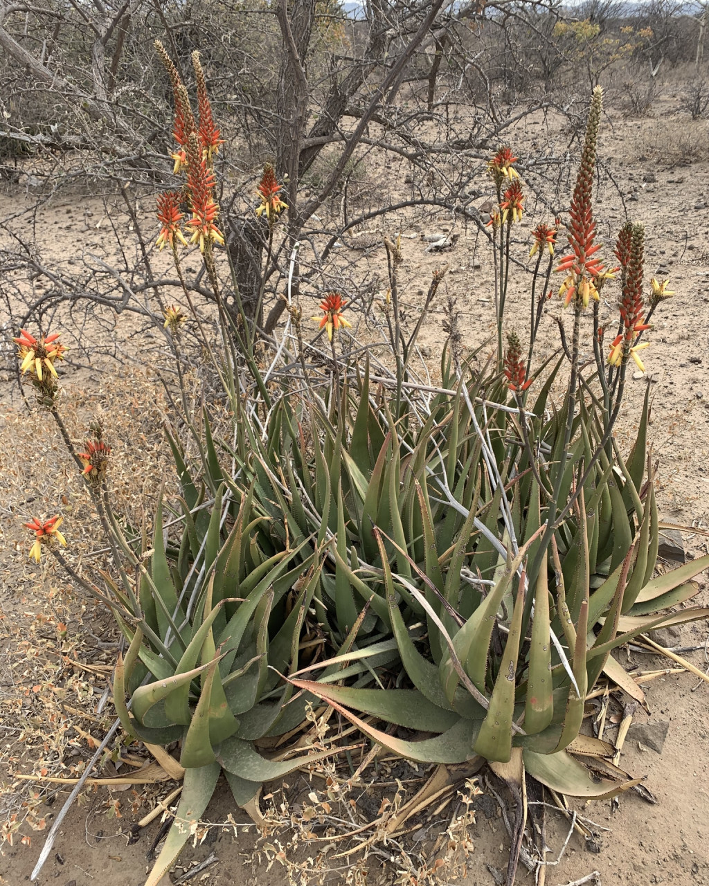 Aloe lutescens