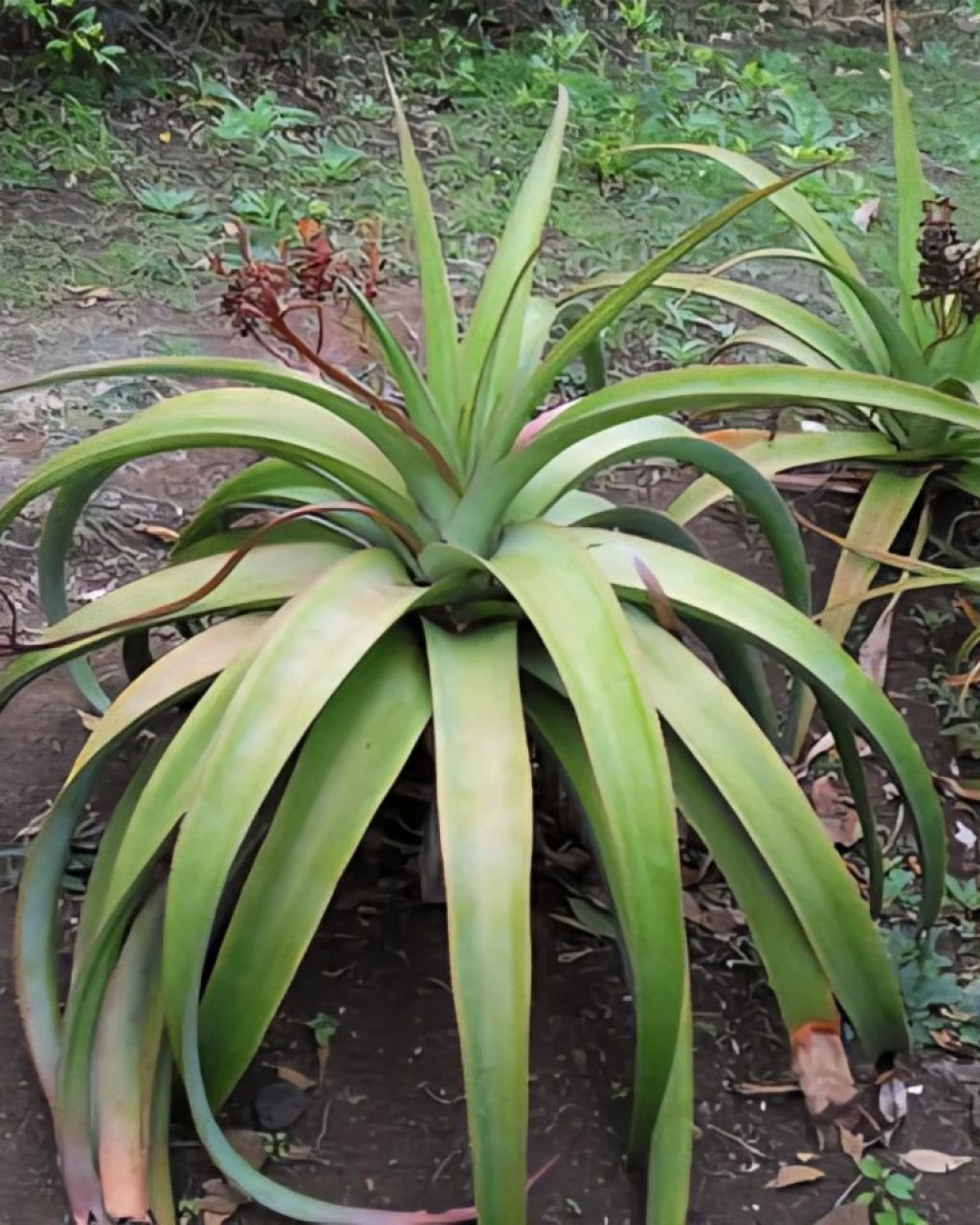Aloe macra