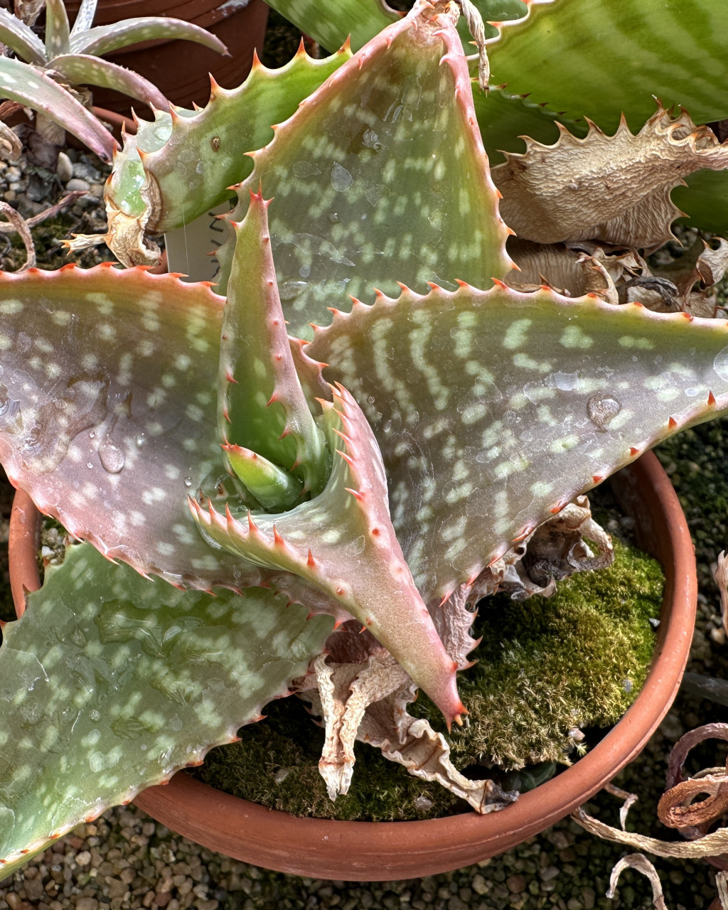 Aloe macrocarpa