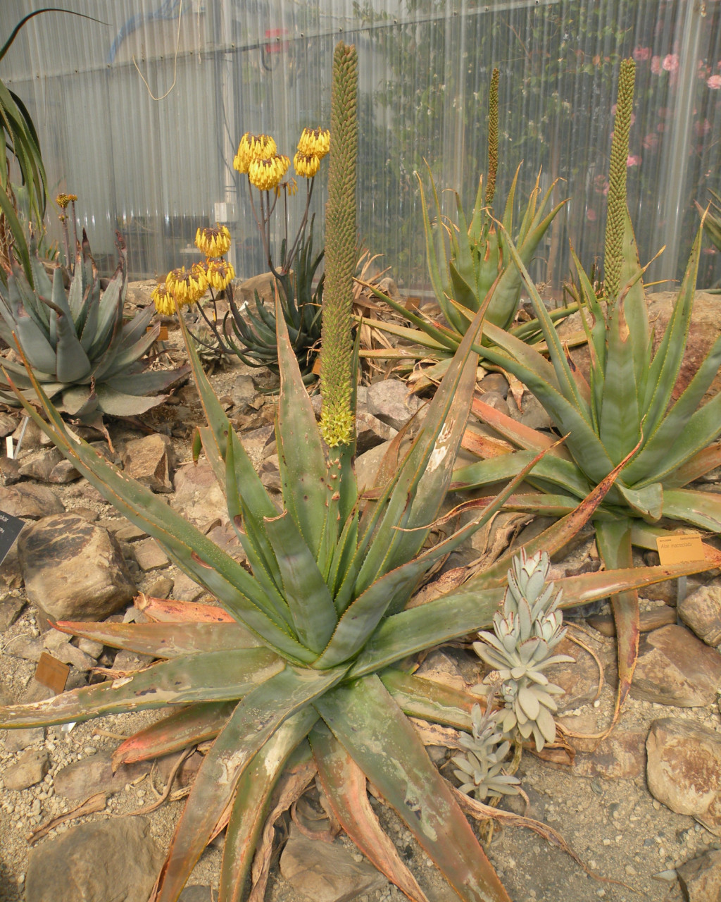 Aloe macroclada
