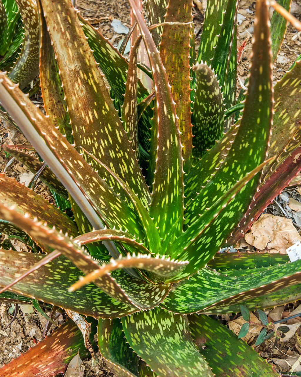 Aloe macrosiphon