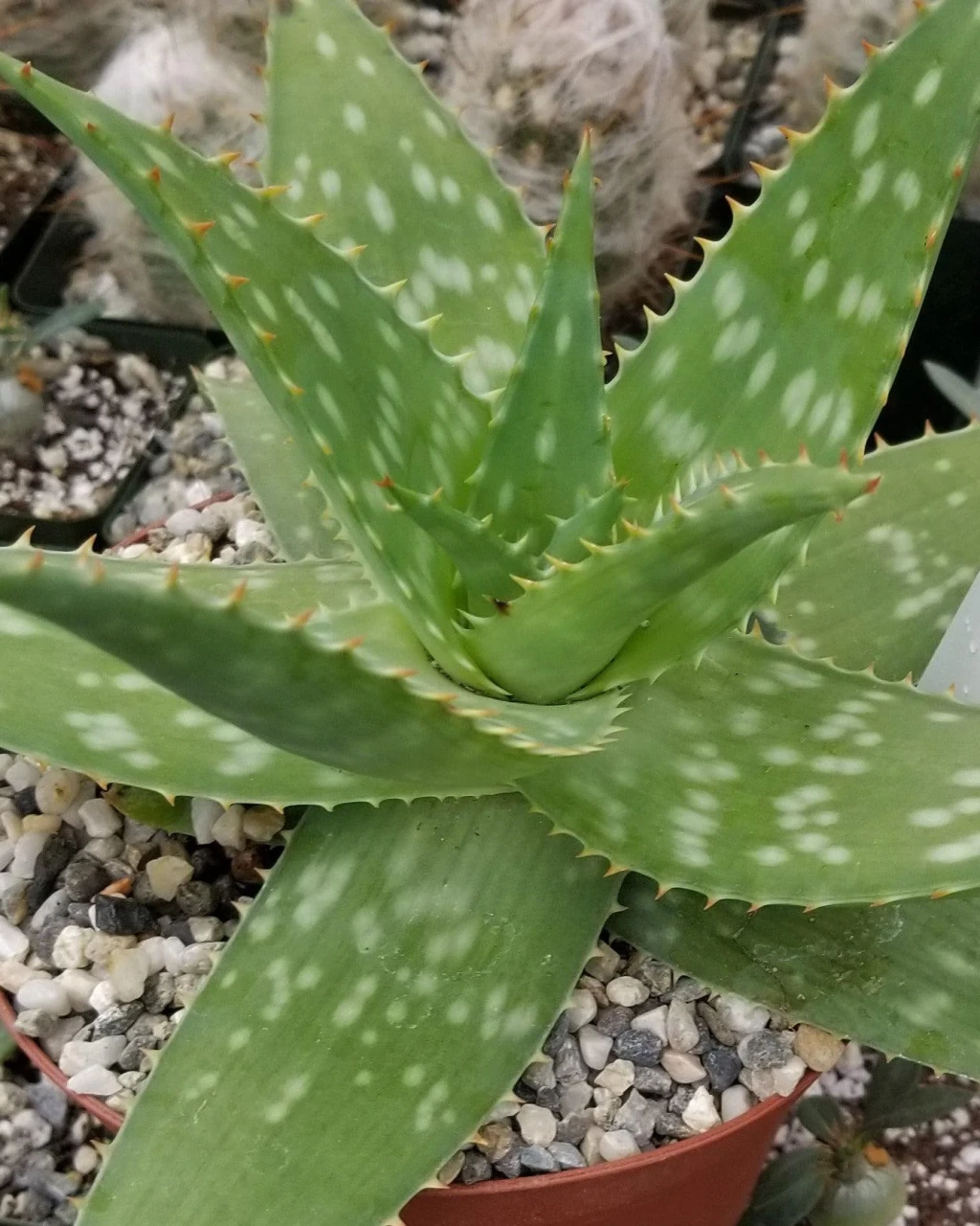 Aloe maculata